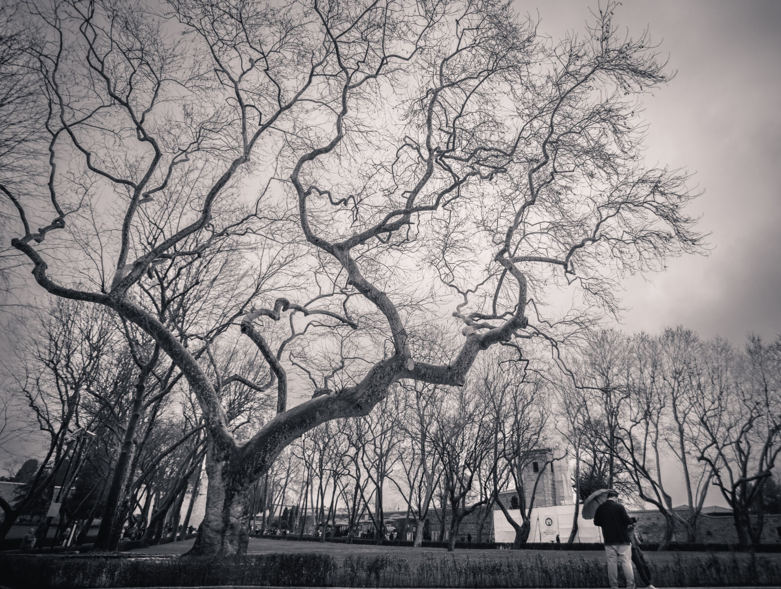 Canon EOS RP sample photo. Winter trees - istanbul photography