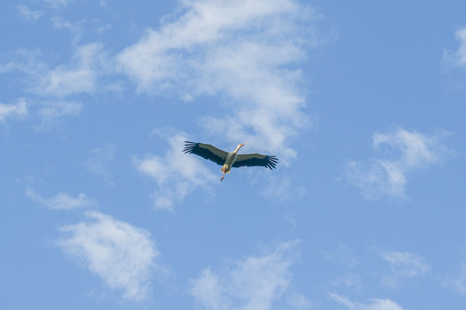 Nikon D3300 sample photo. Sky, fly, bird photography