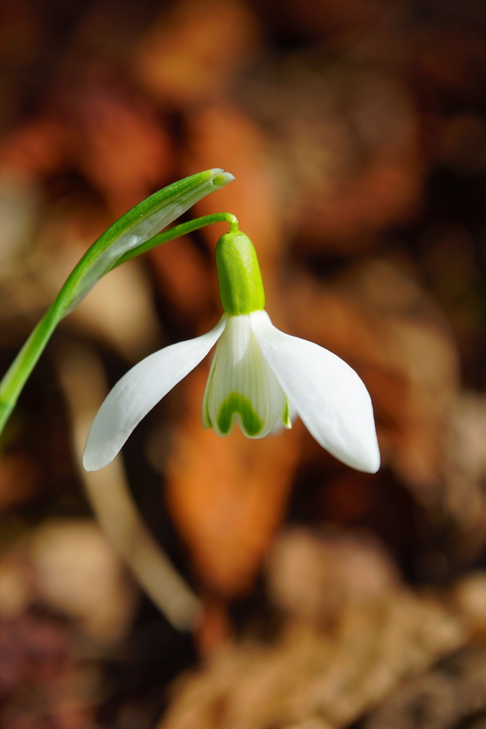 Sony a7 + Sony FE 28-70mm F3.5-5.6 OSS sample photo. Snowdrop, blossom, bloom photography