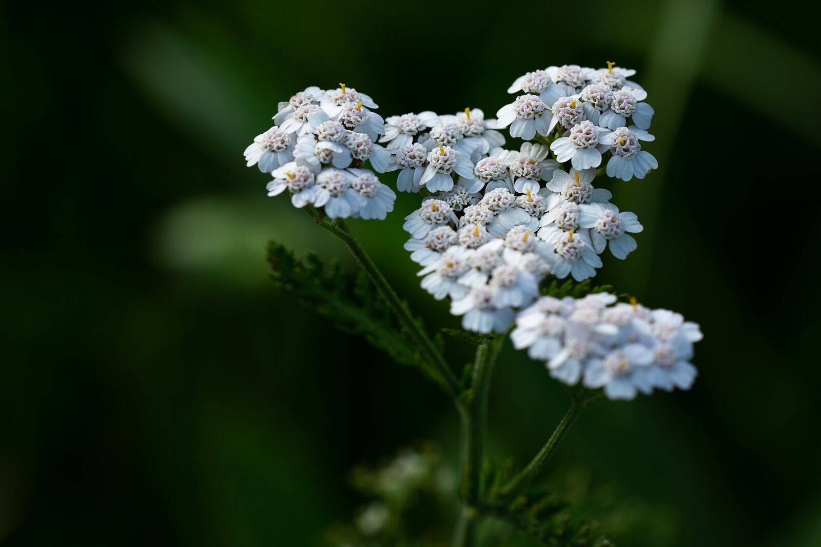 Nikon D7100 sample photo. Yarrow, plant, blossom photography