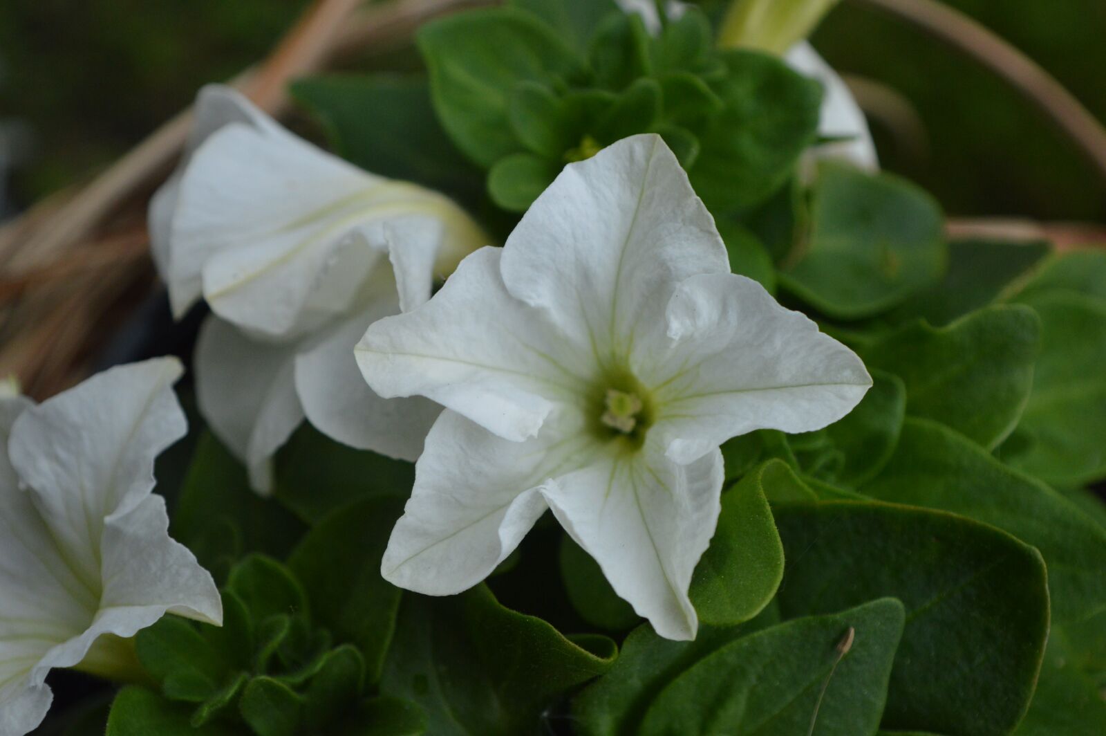 Nikon D3200 sample photo. White flower, summer, bloom photography
