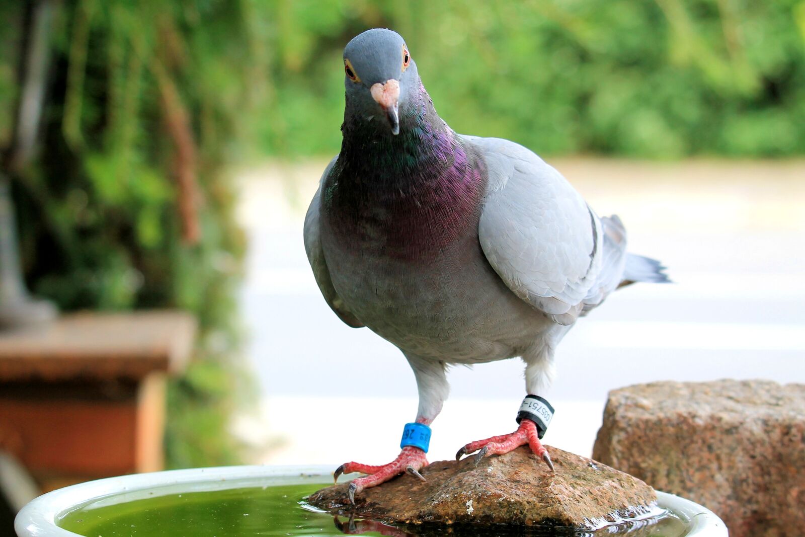 Canon EF-S 55-250mm F4-5.6 IS STM sample photo. Dove, bird, animal photography