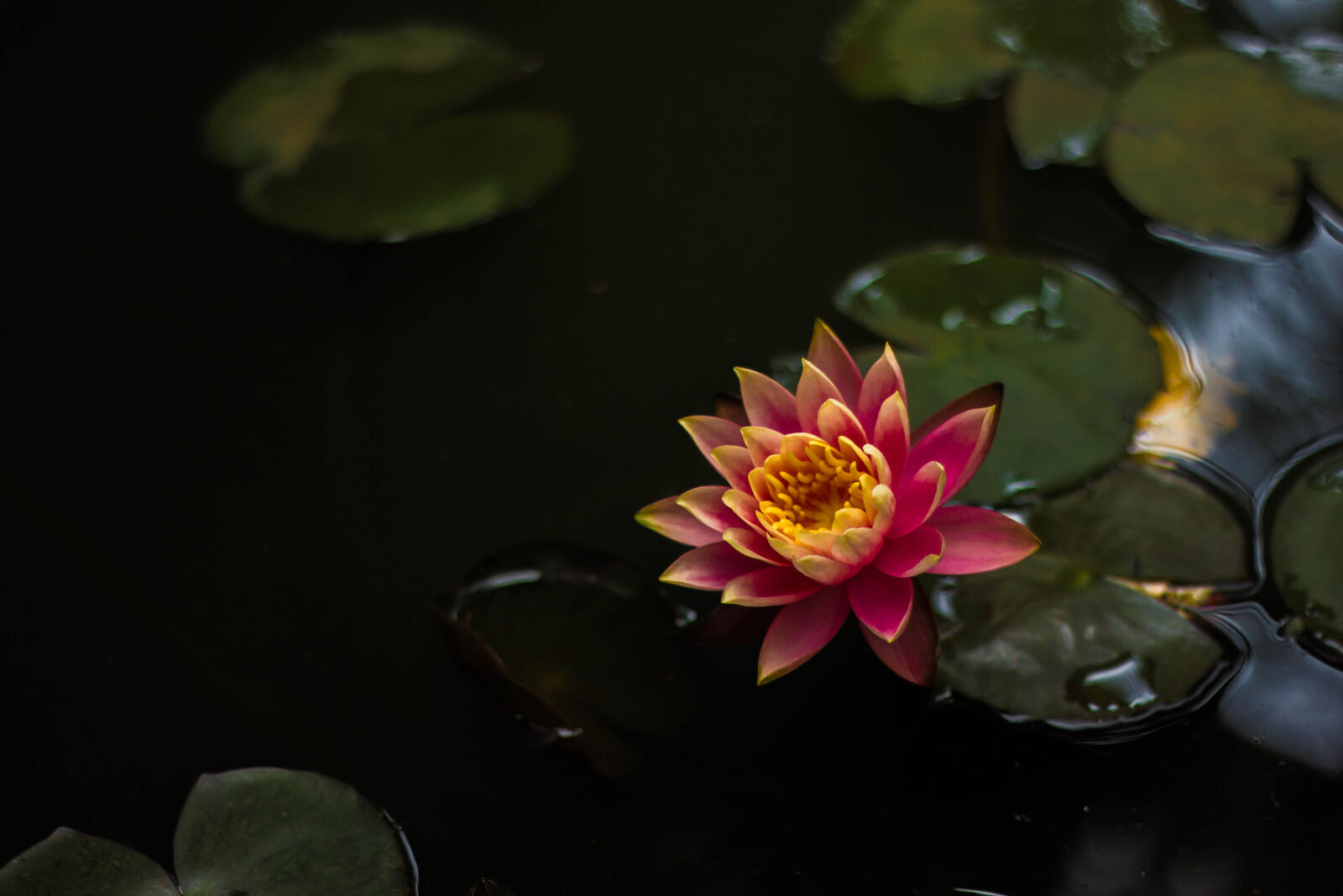 Canon EOS 600D (Rebel EOS T3i / EOS Kiss X5) + Canon EF 50mm F1.8 II sample photo. Beautiful, flowers, flower, kerala photography
