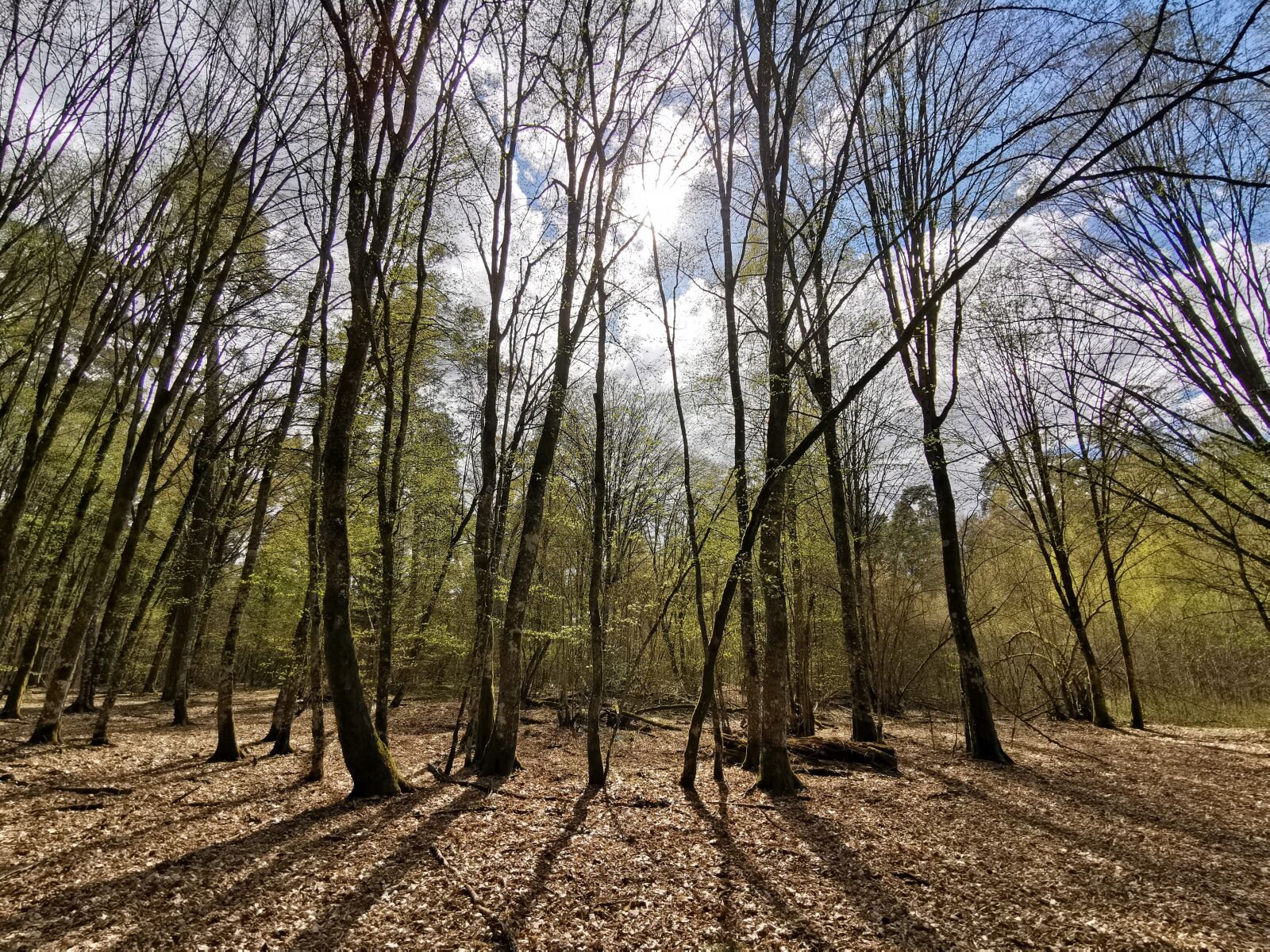 HUAWEI VOG-L29 sample photo. Forest, spring, tree photography