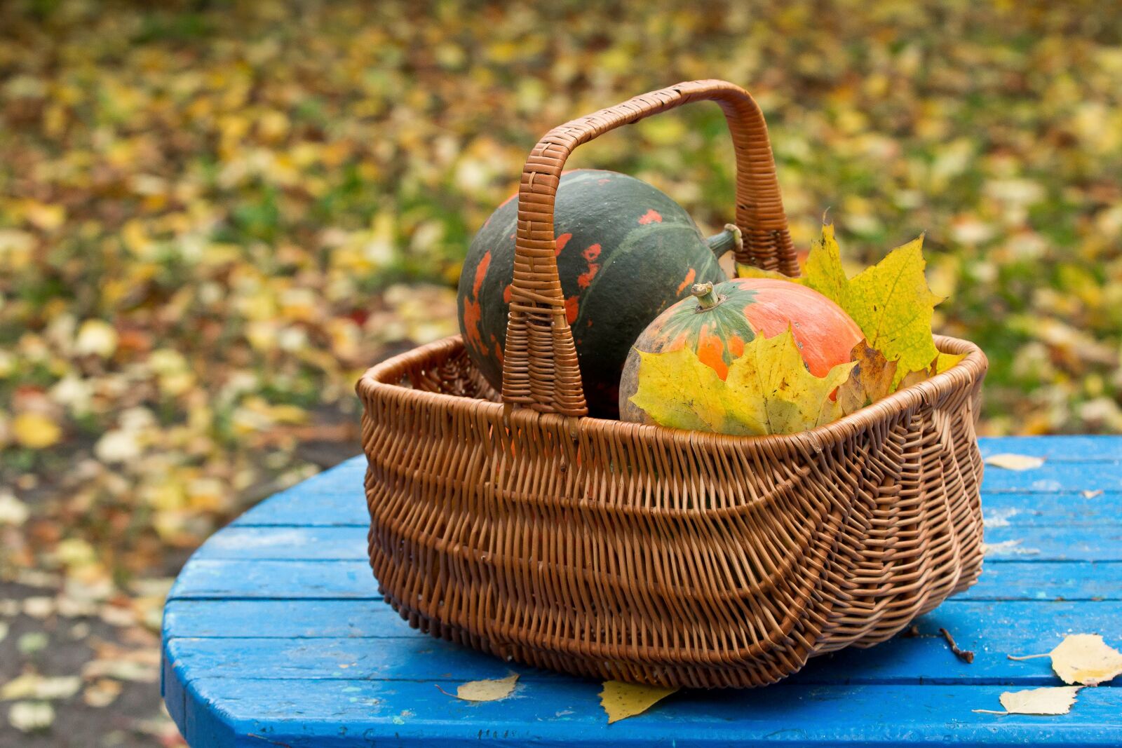 Canon EOS 60D sample photo. Autumn, harvest, pumpkin photography