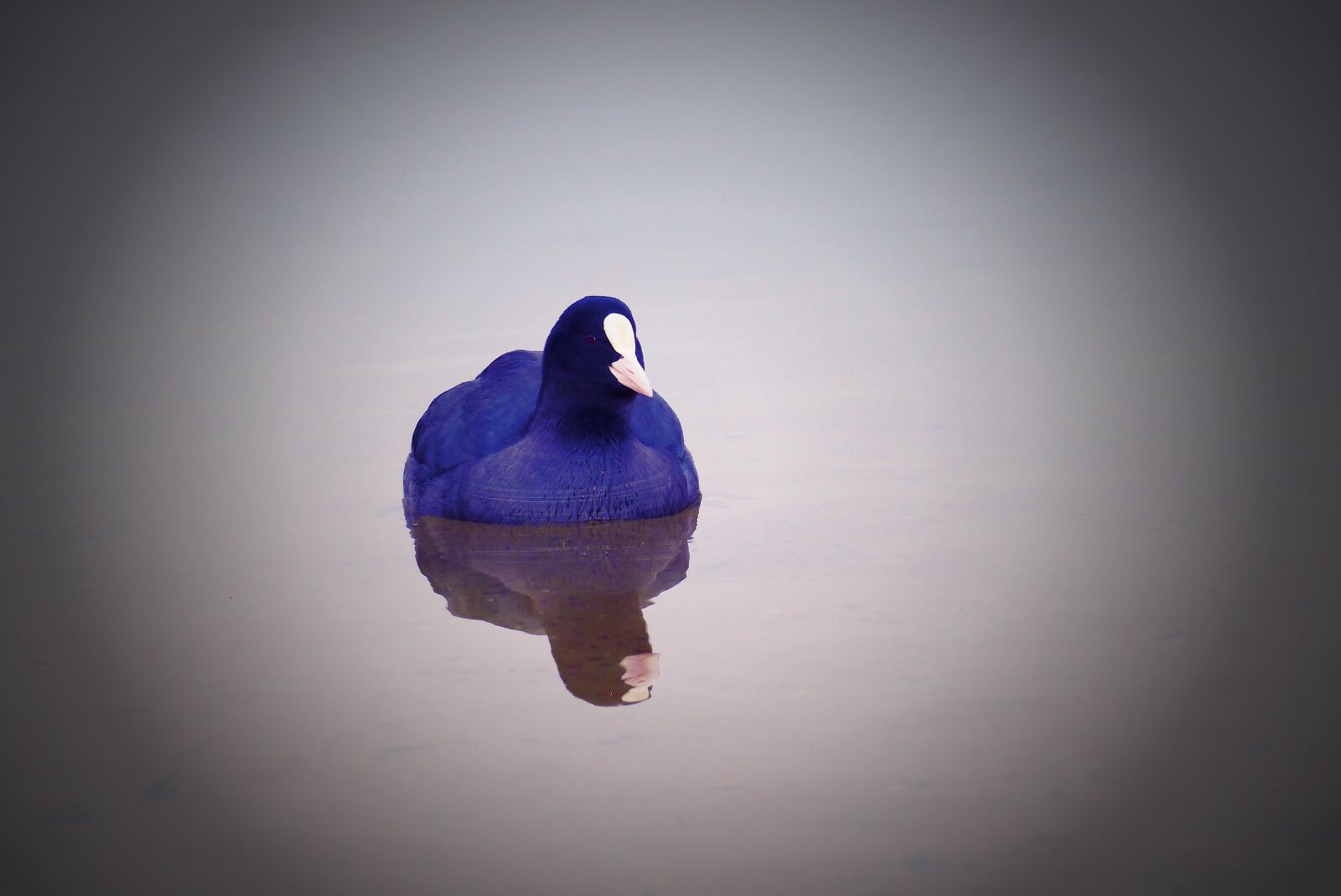 Panasonic Lumix DMC-FZ200 sample photo. Coot common, reflection, color photography