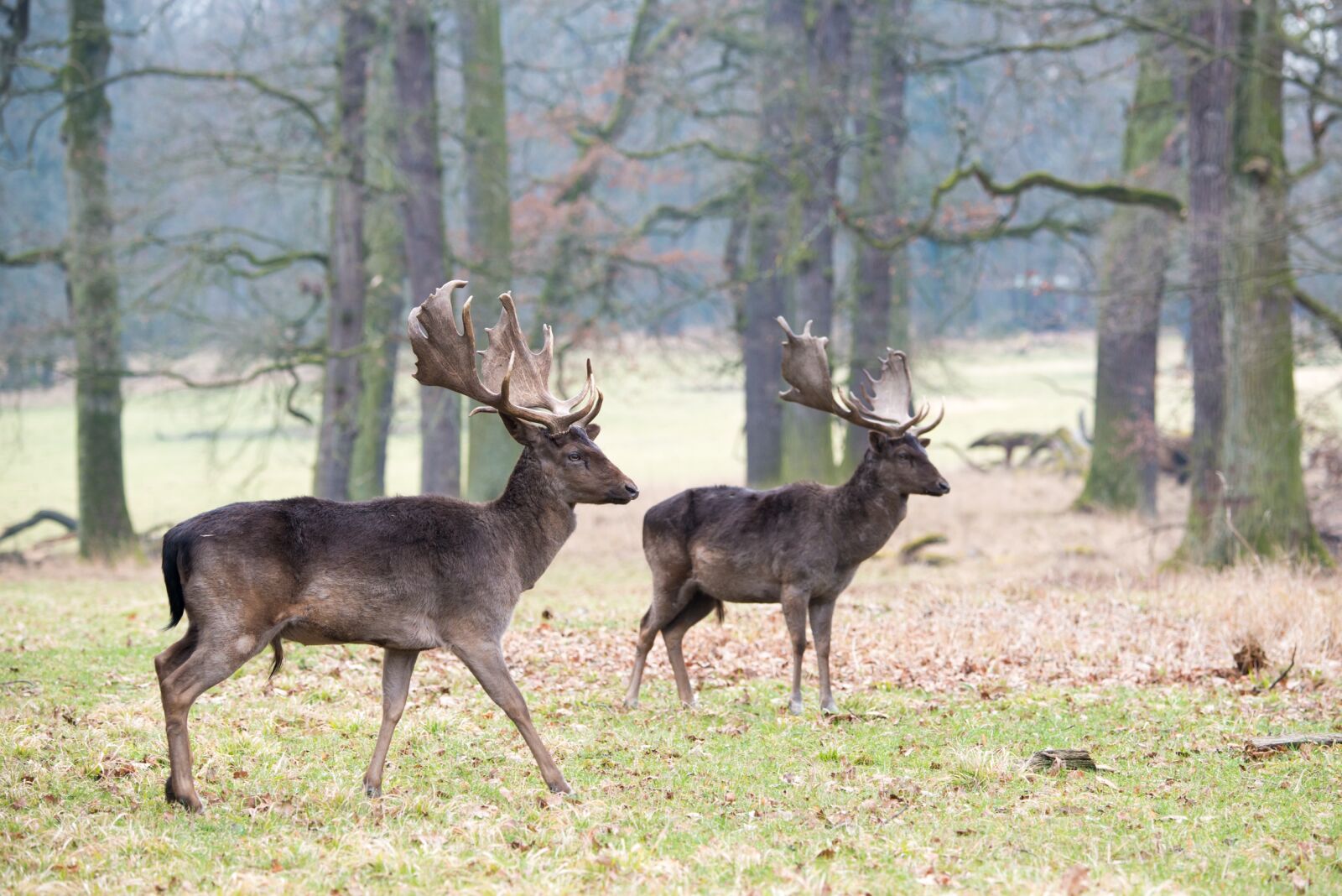 Nikon D800 sample photo. Fallow deer, dama dama photography