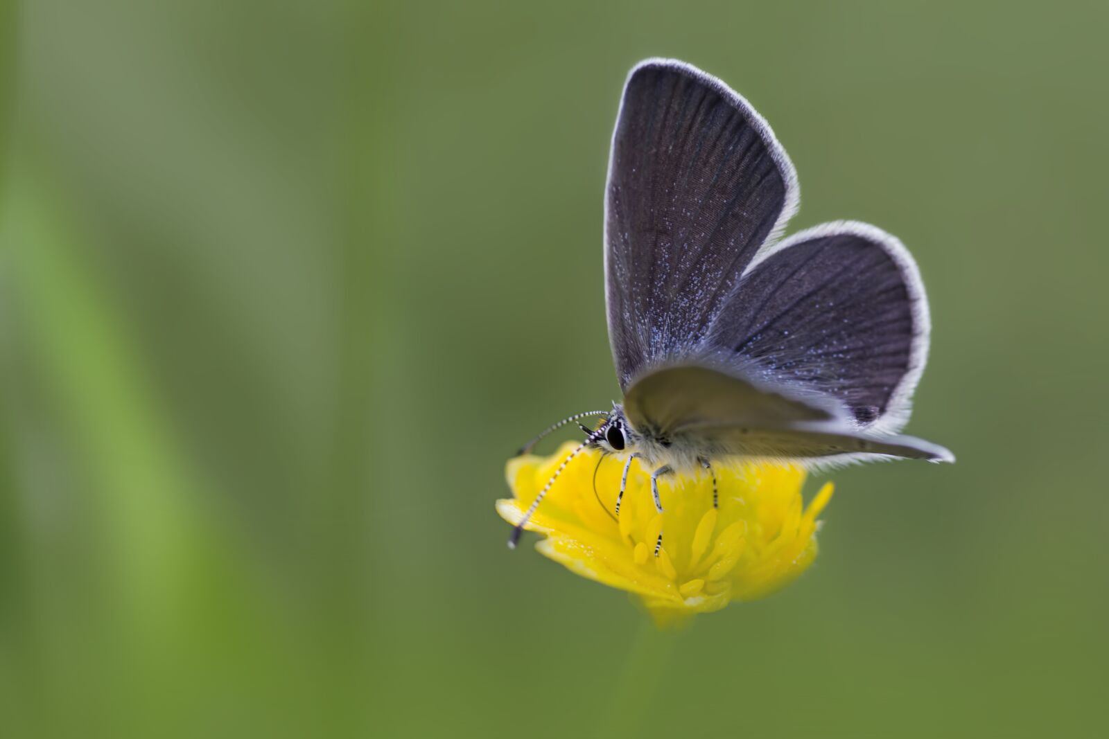 Canon EOS 550D (EOS Rebel T2i / EOS Kiss X4) sample photo. Small blue, cupido minimus photography