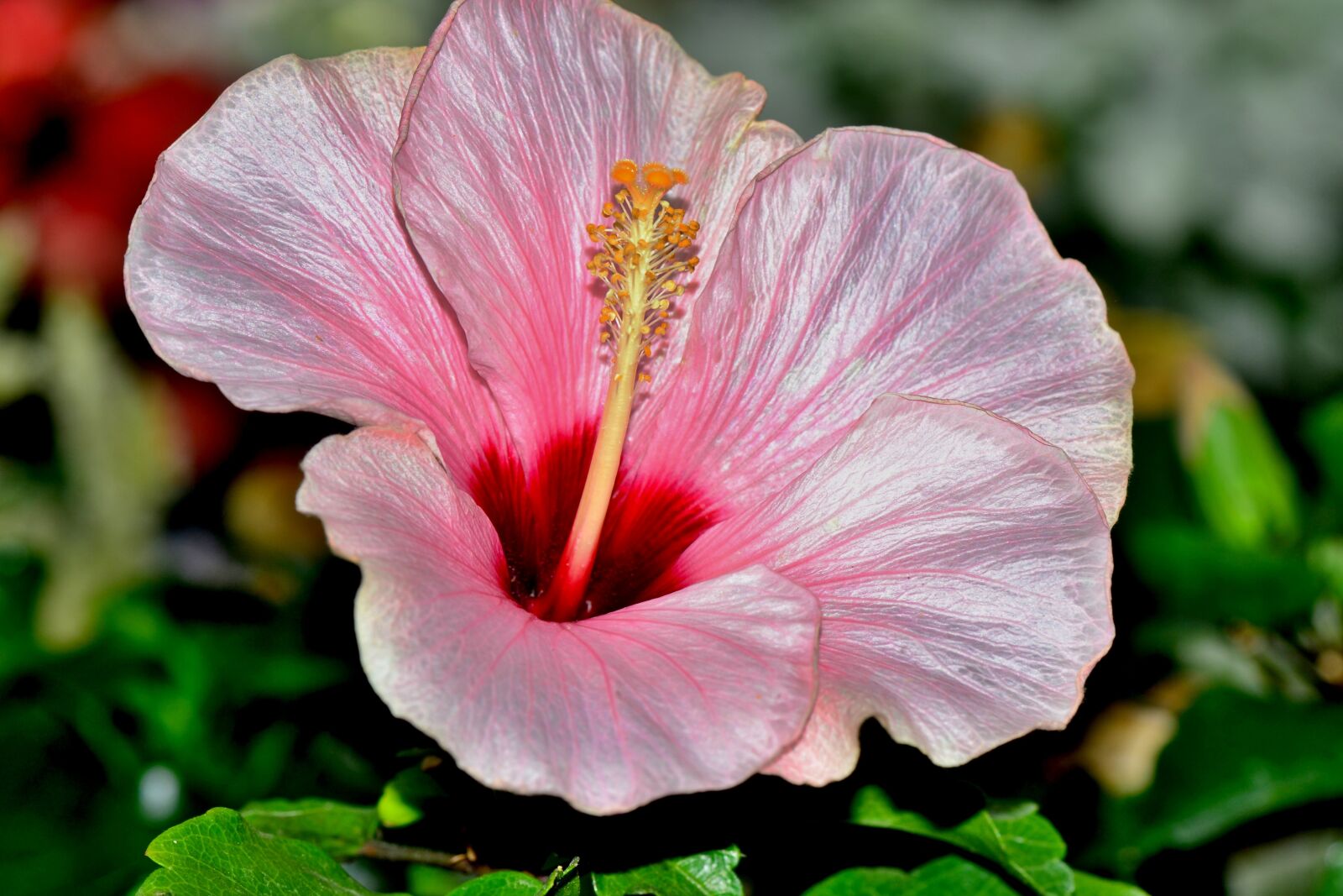 Nikon D3100 sample photo. Hibiscus, flower, blossom photography