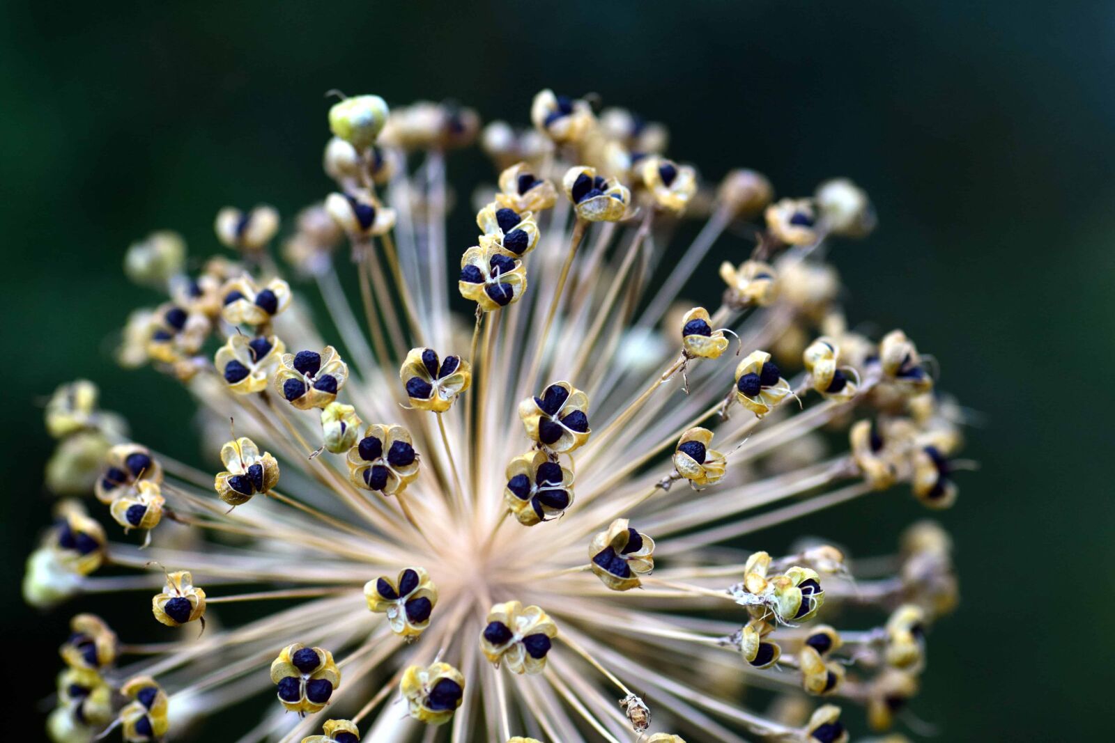 Nikon D3300 sample photo. Nature, flower, herb, plant photography