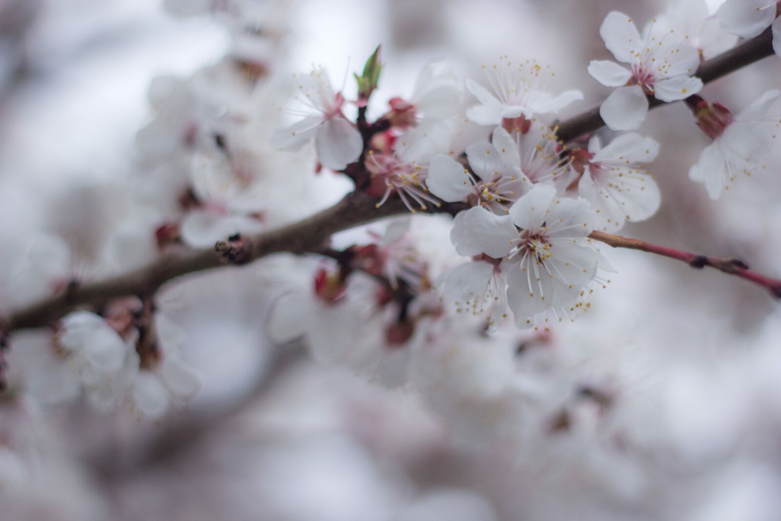 Canon EOS 60D + Canon EF 50mm F1.8 II sample photo. Spring, colors, bloom photography