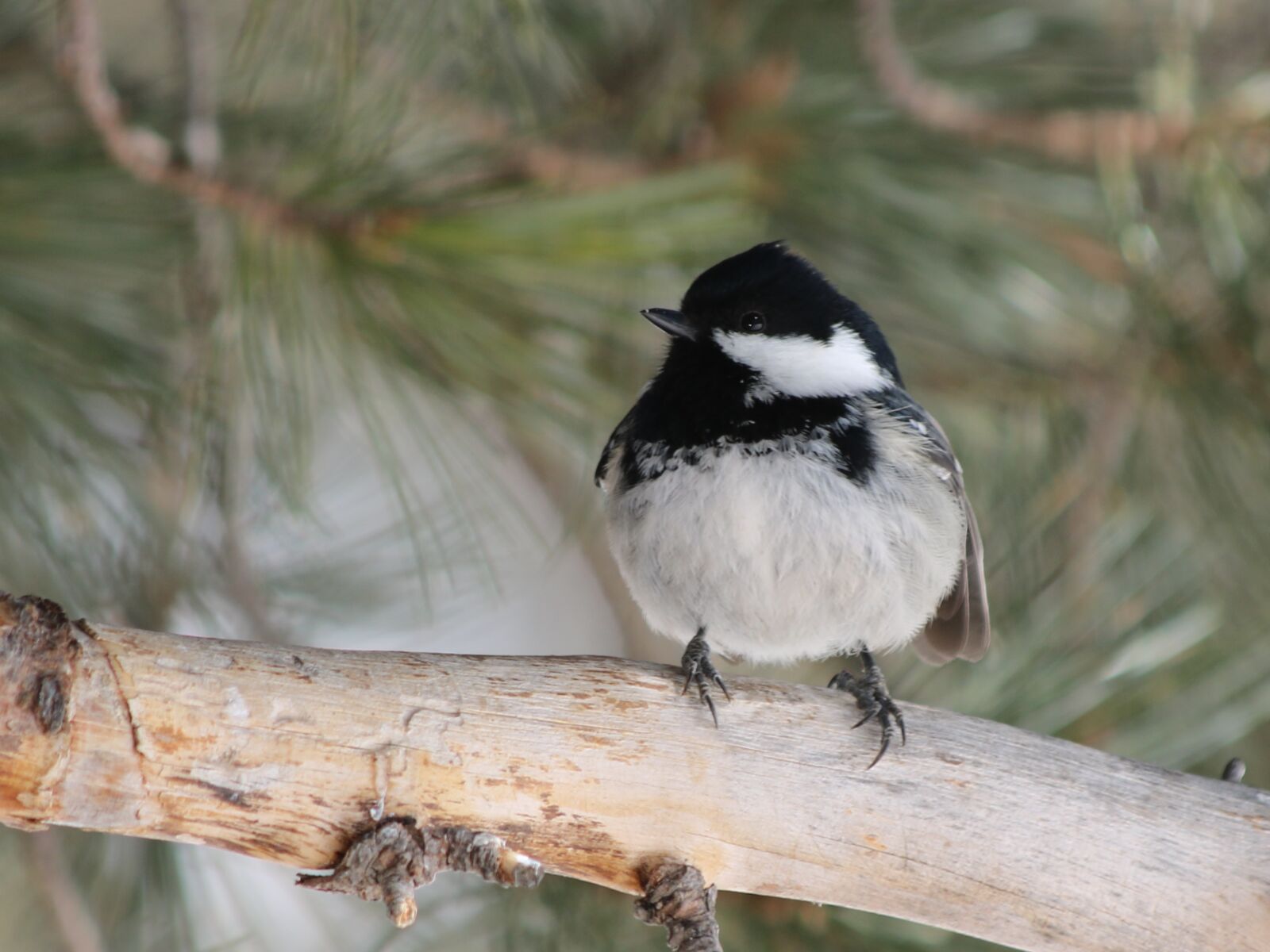 Canon EOS 750D (EOS Rebel T6i / EOS Kiss X8i) sample photo. Tit, bird, songbird photography