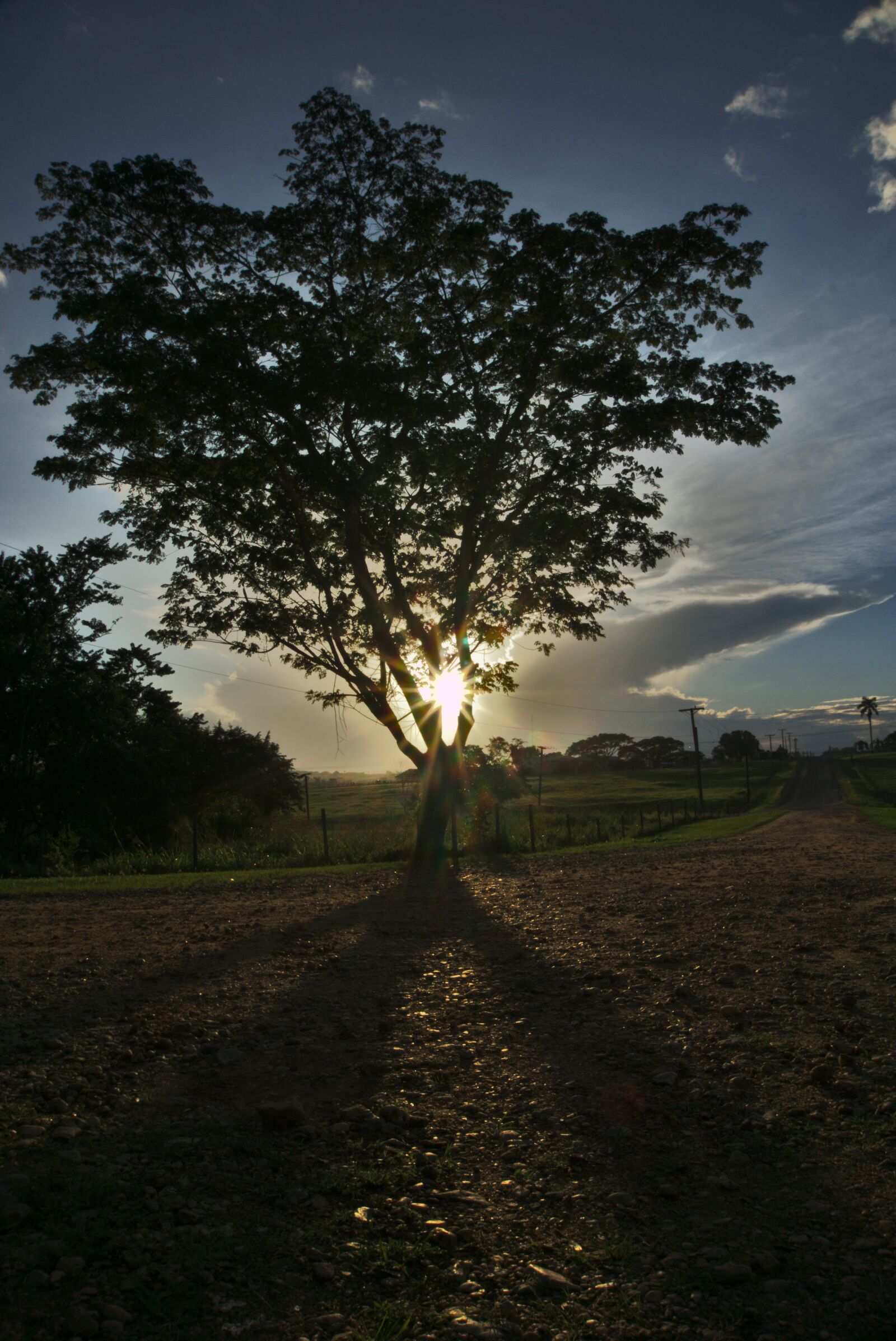 Sony E 16-50mm F3.5-5.6 PZ OSS sample photo. Tree, sun, sun flares photography