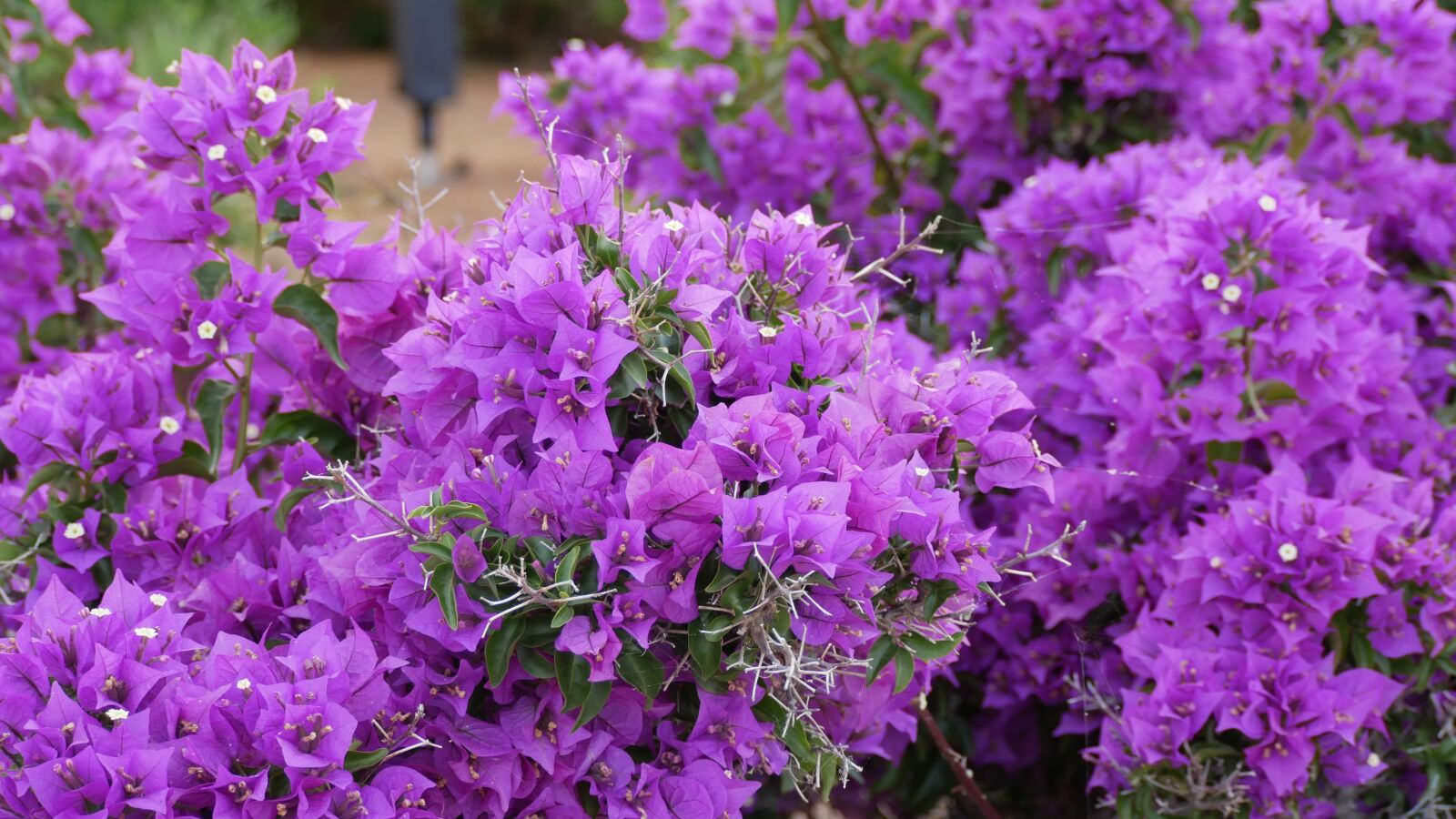 Panasonic Lumix DMC-GX85 (Lumix DMC-GX80 / Lumix DMC-GX7 Mark II) sample photo. Triple flower, bougainvillea, flower photography