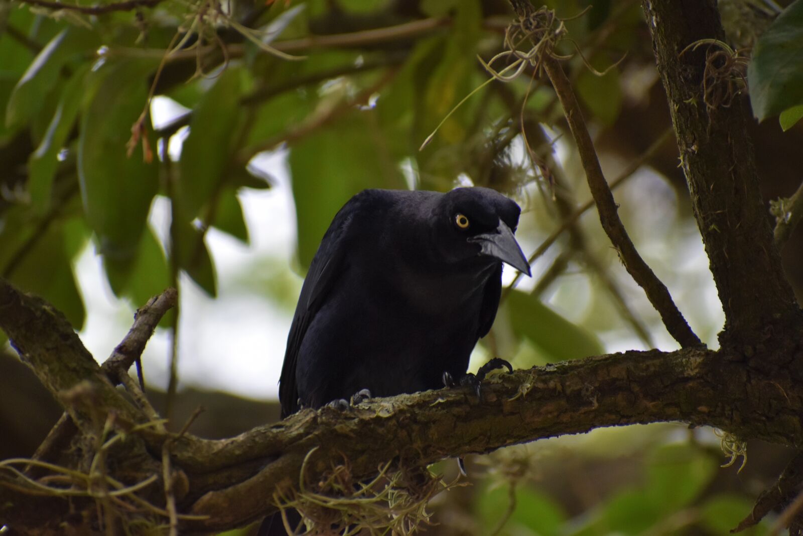 Nikon D3500 sample photo. Raven, tree, crow photography