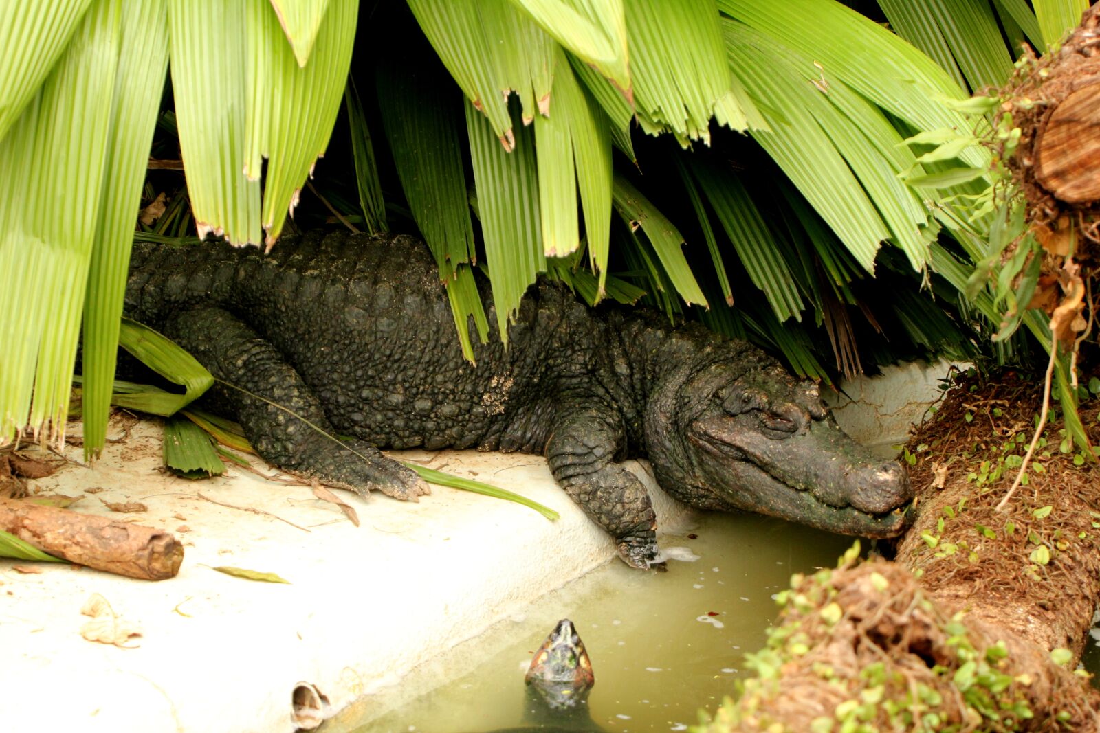 Canon EOS 550D (EOS Rebel T2i / EOS Kiss X4) sample photo. Alligator crown, alligator in photography