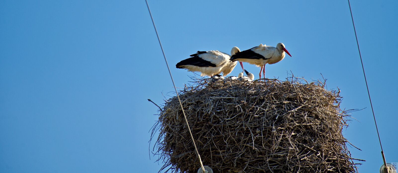 Nikon D810 sample photo. Nest, ave photography