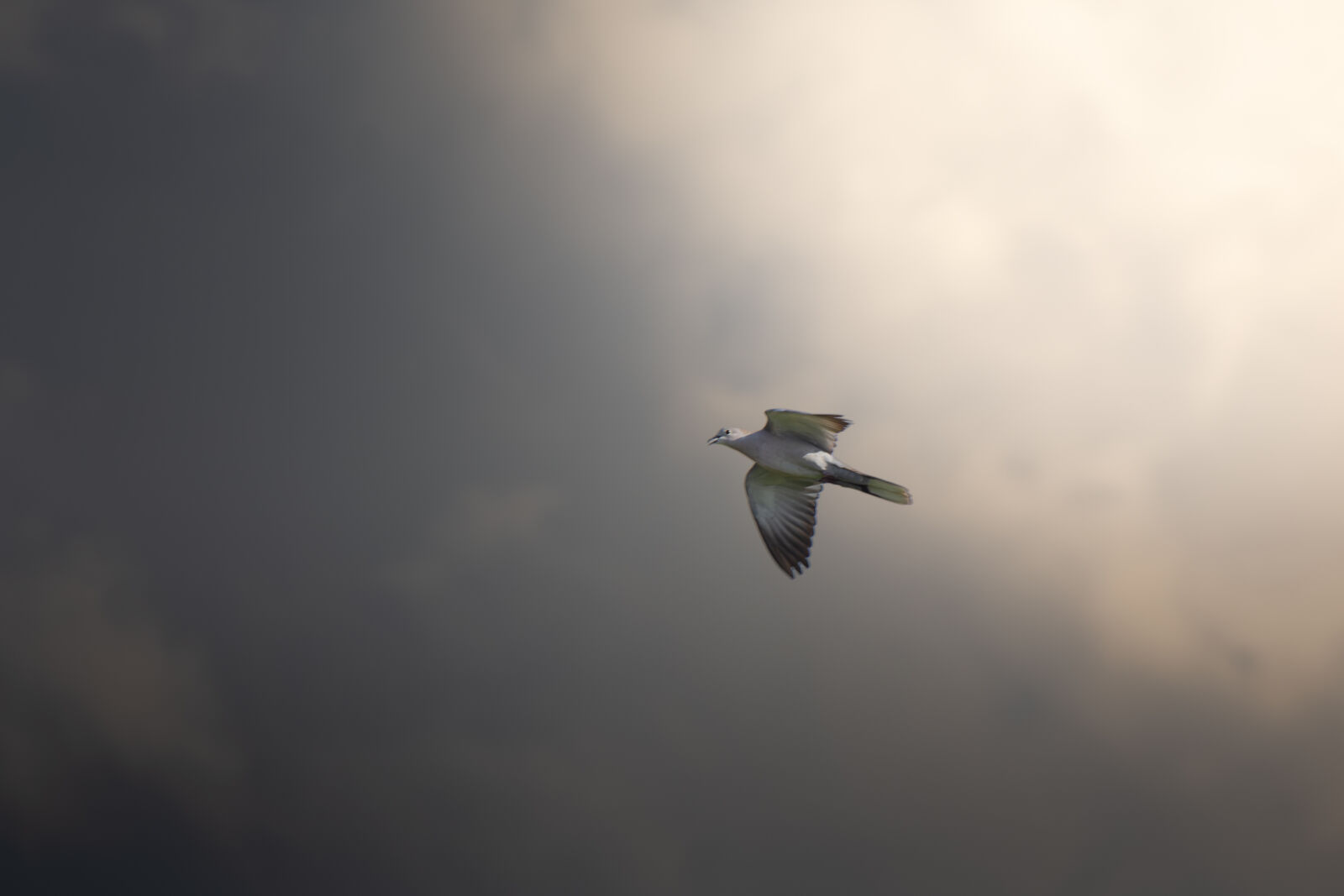 Nikon D7200 sample photo