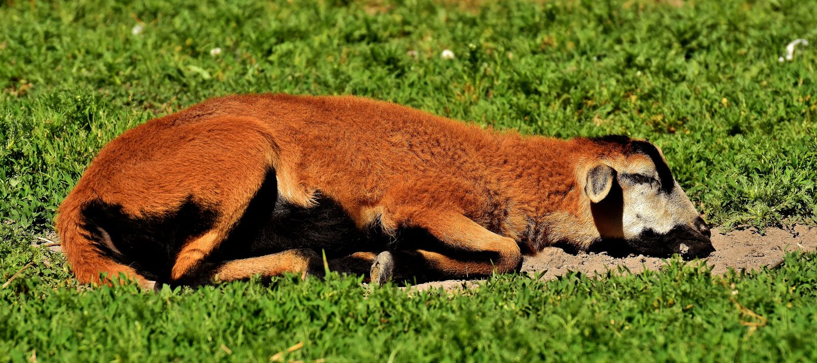 Nikon D7200 sample photo. Sch fchen, young animal photography