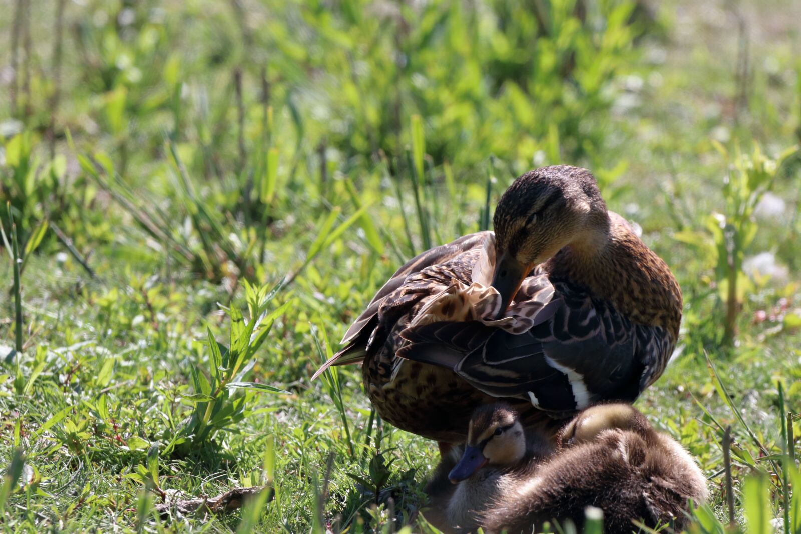 150-600mm F5-6.3 DG OS HSM | Contemporary 015 sample photo. Bird, nature, animal photography