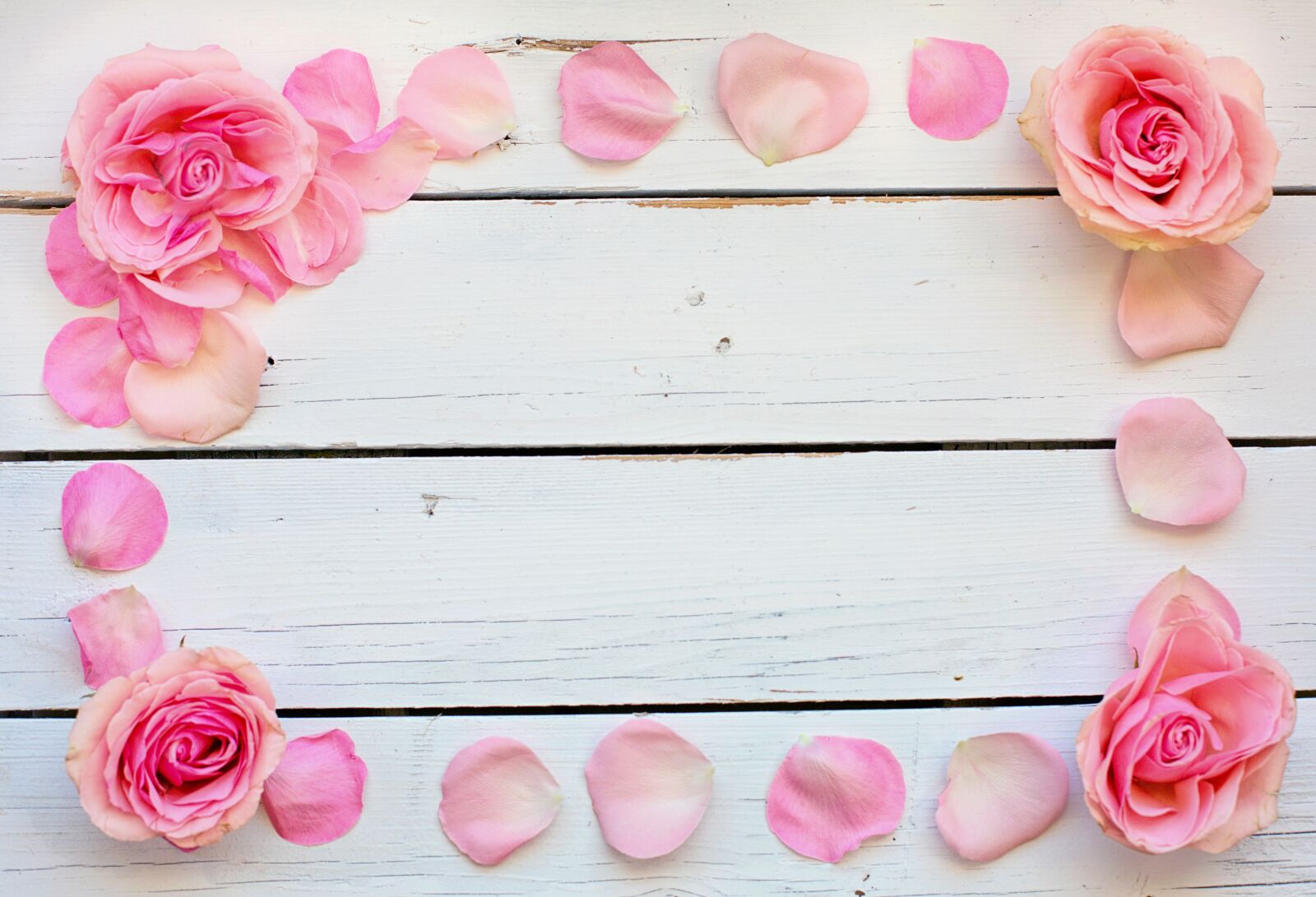 Canon EF 50mm F1.4 USM sample photo. Flower, rose, petals photography