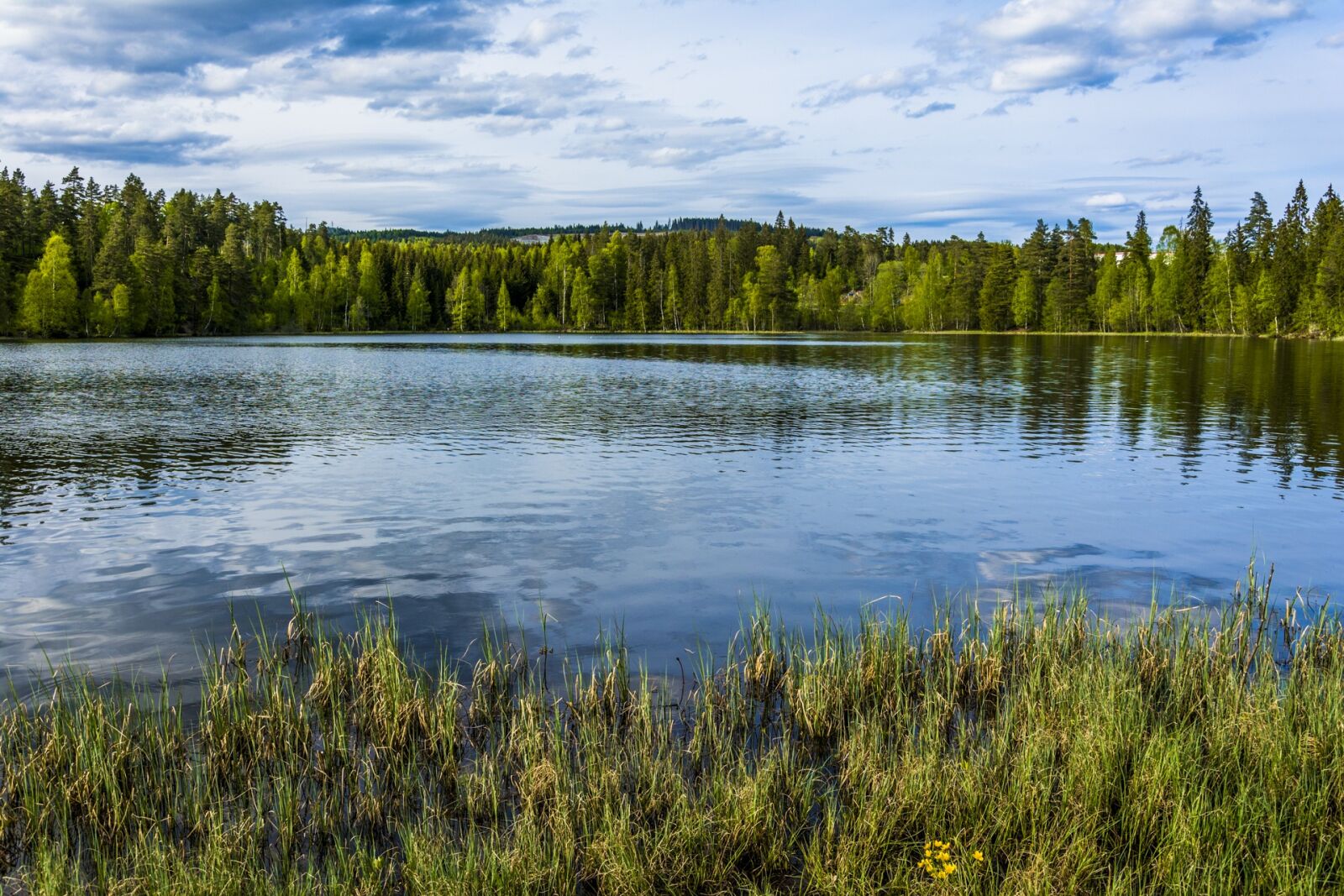Nikon D7100 sample photo. Lake, forest, trees photography