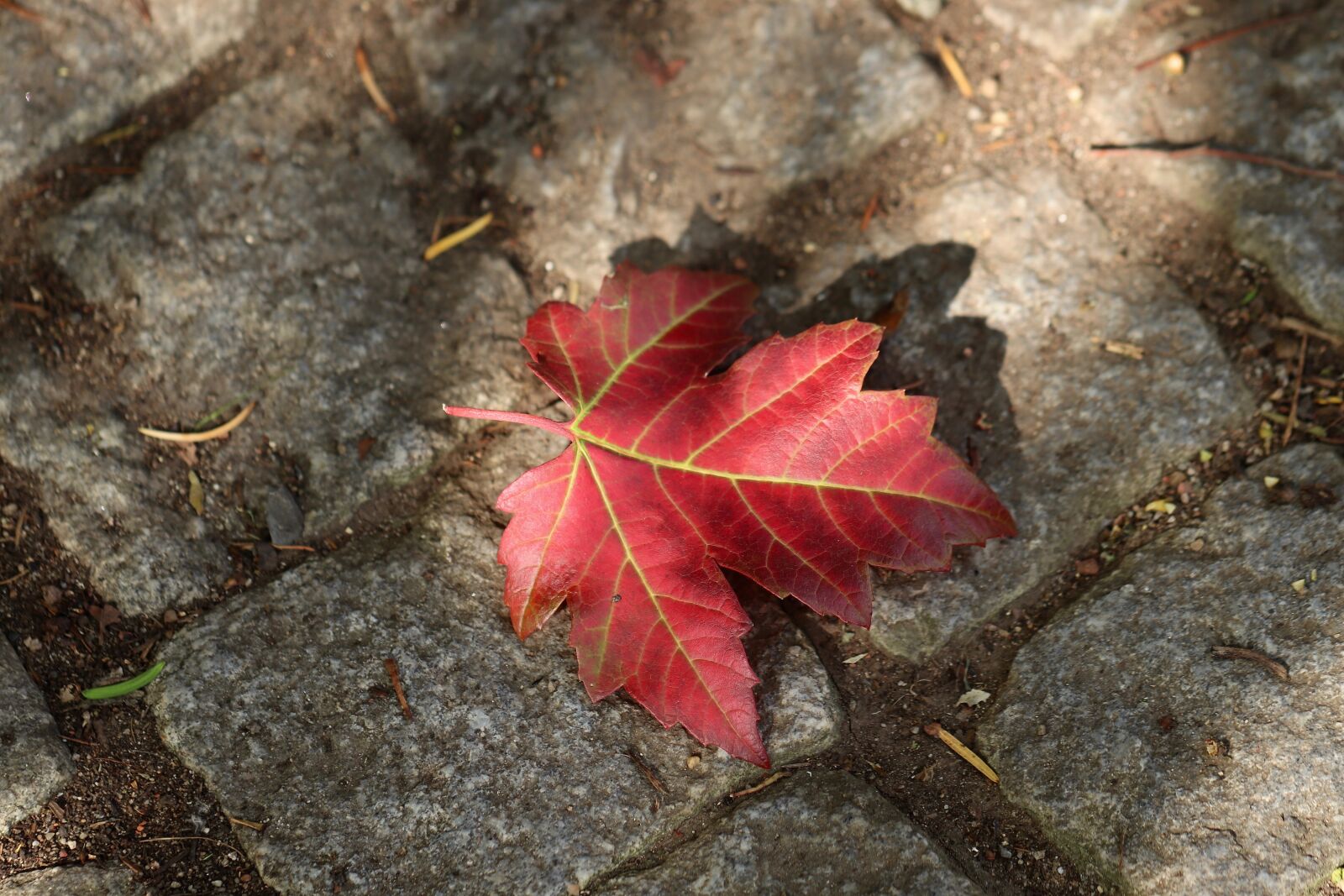 Canon EOS 800D (EOS Rebel T7i / EOS Kiss X9i) sample photo. Maple, fall foliage, autumn photography