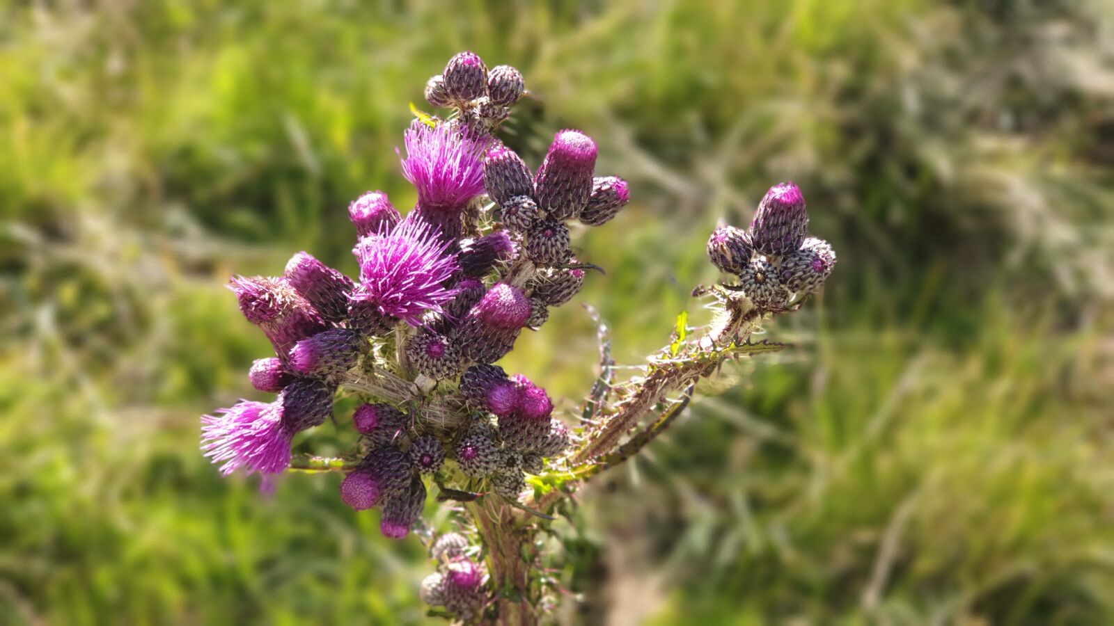 Samsung Galaxy S9+ sample photo. Thistle, nature, plant photography