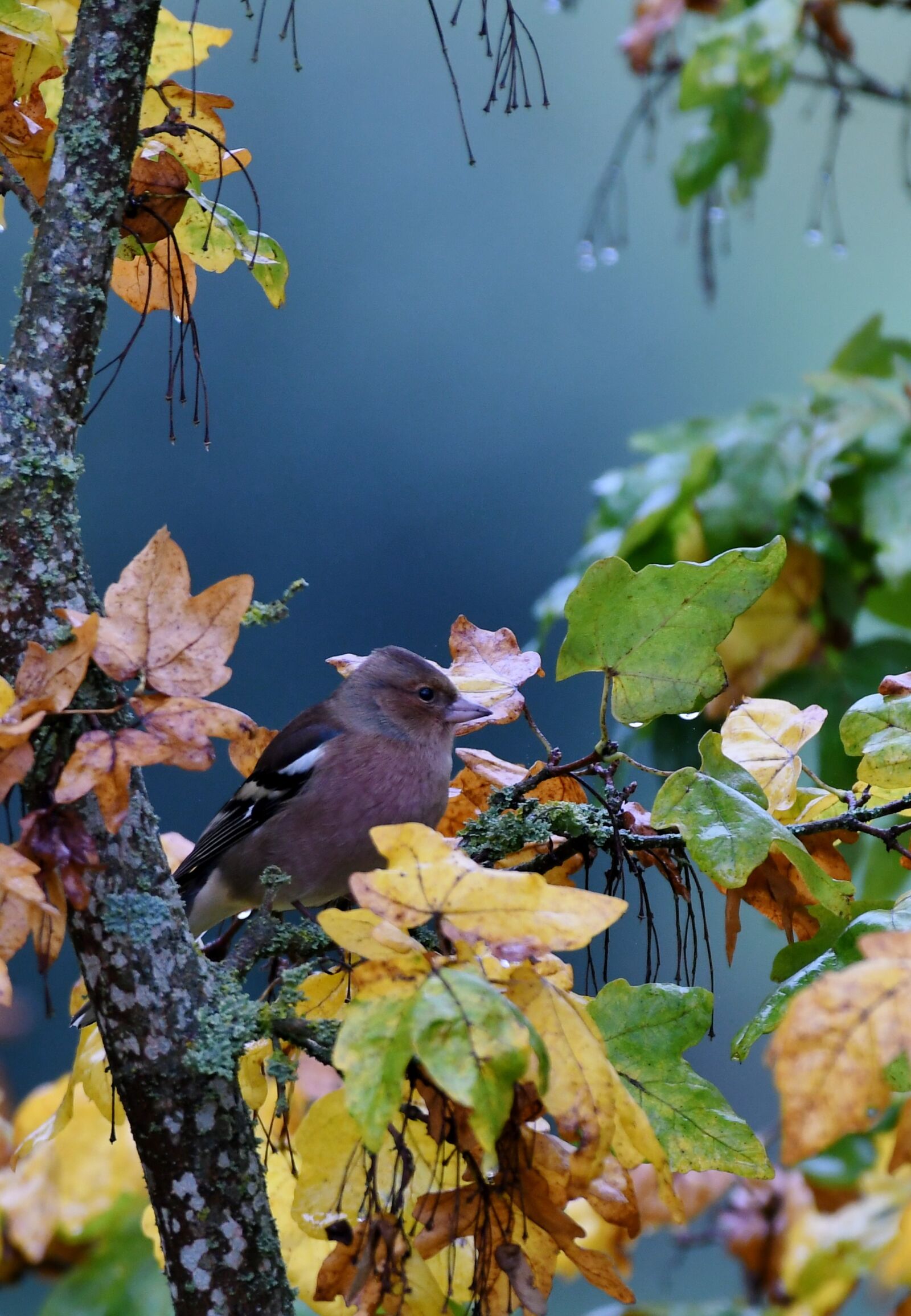 Nikon D500 sample photo. Check, bird, songbird photography