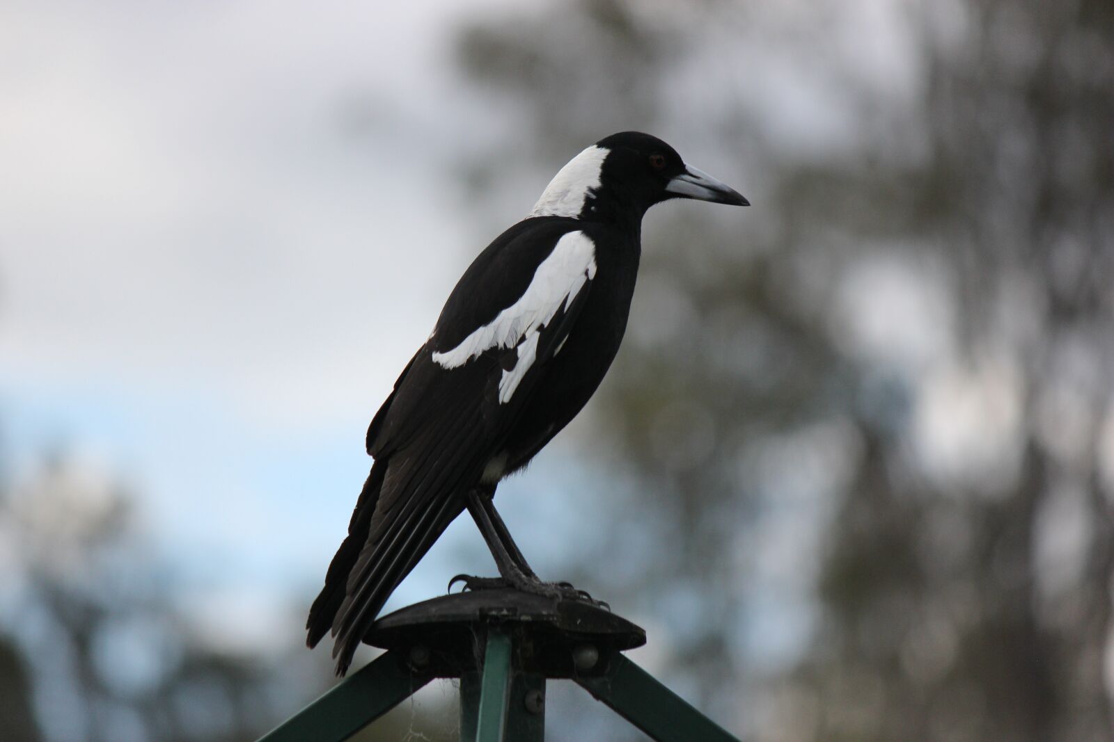 Canon EOS 60D sample photo. Bird, australian magpie, native photography