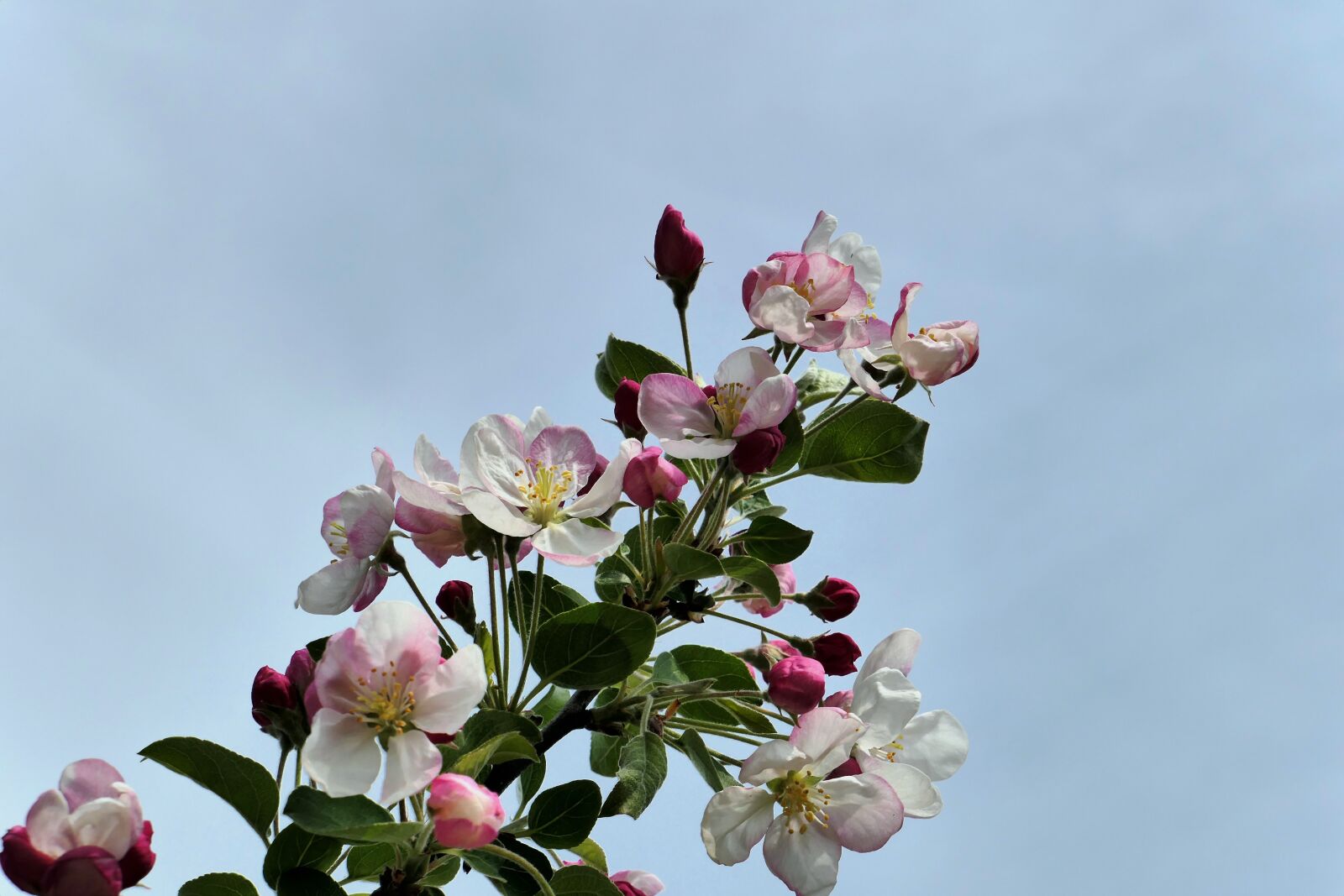 Panasonic Lumix DMC-LX10 (Lumix DMC-LX15) sample photo. Bud, flowers, spring photography