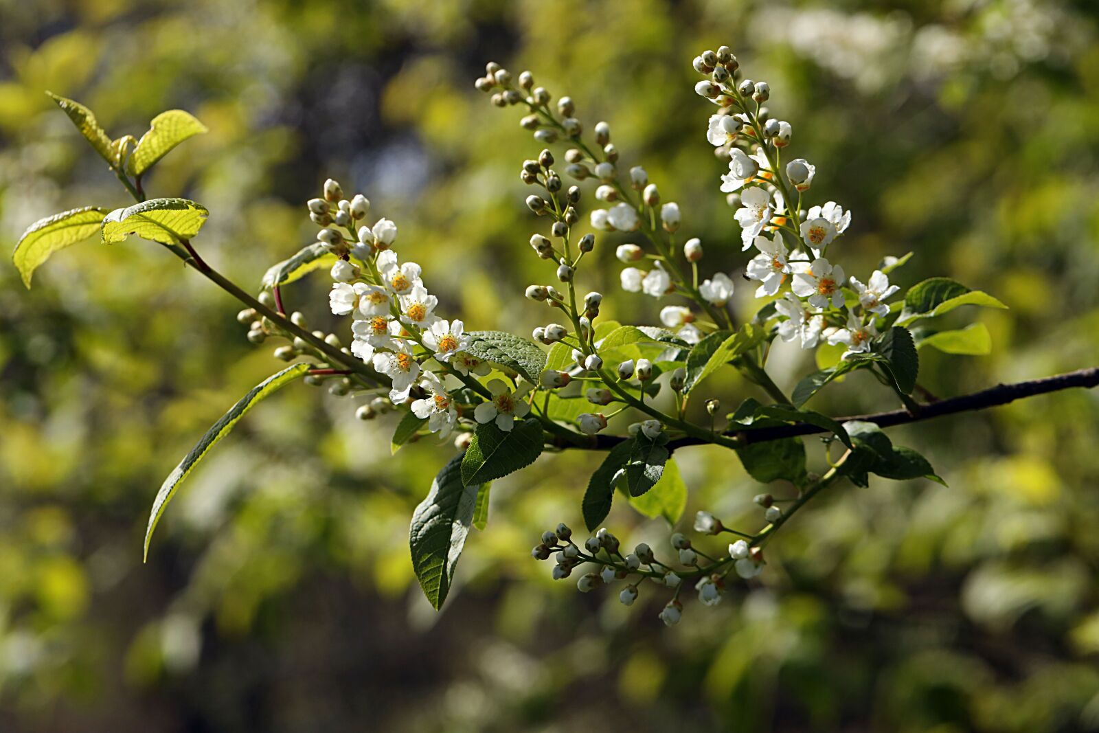 Canon EOS R sample photo. Branch, green, white photography