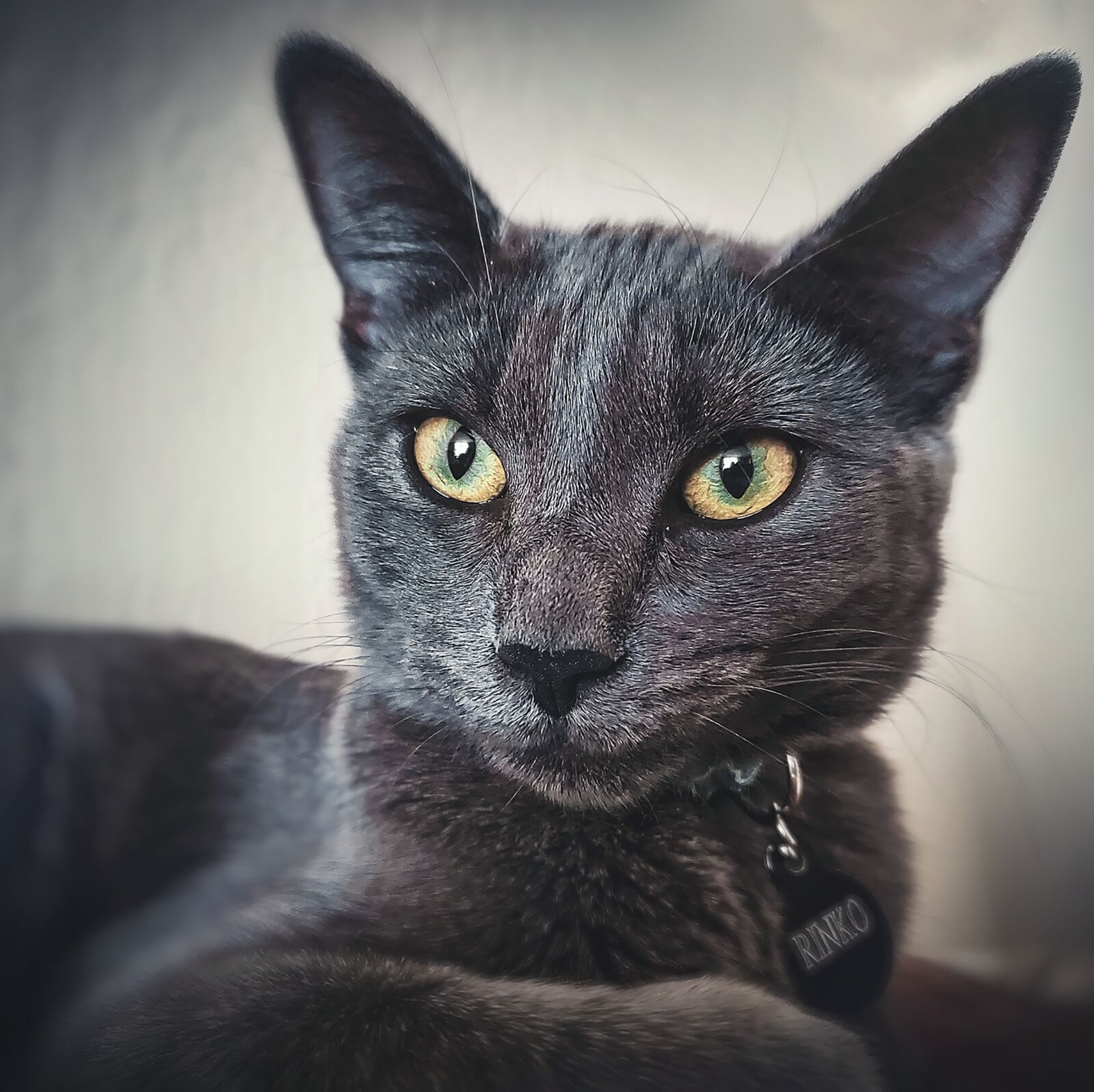 Samsung Galaxy S10+ sample photo. Cat, feline, kitten photography