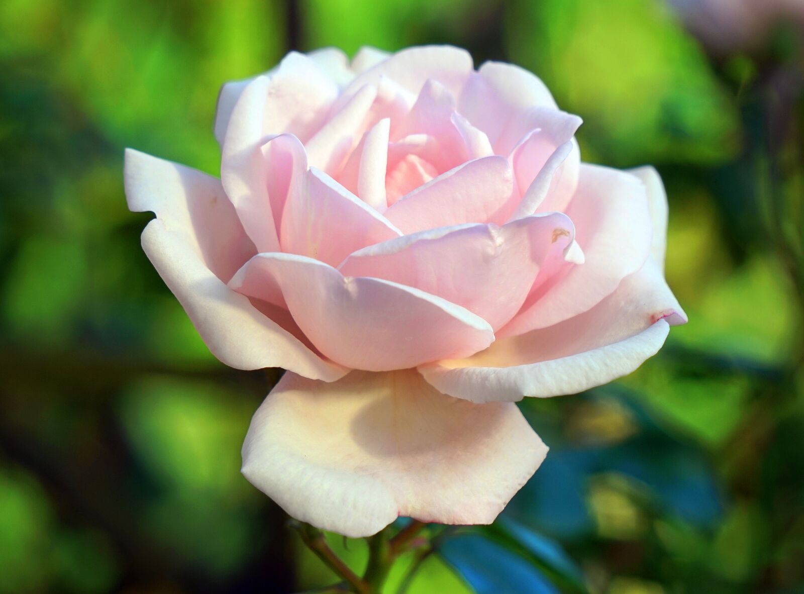 Sony Alpha a5000 (ILCE 5000) + Sony E 55-210mm F4.5-6.3 OSS sample photo. Rose, blossom, bloom photography