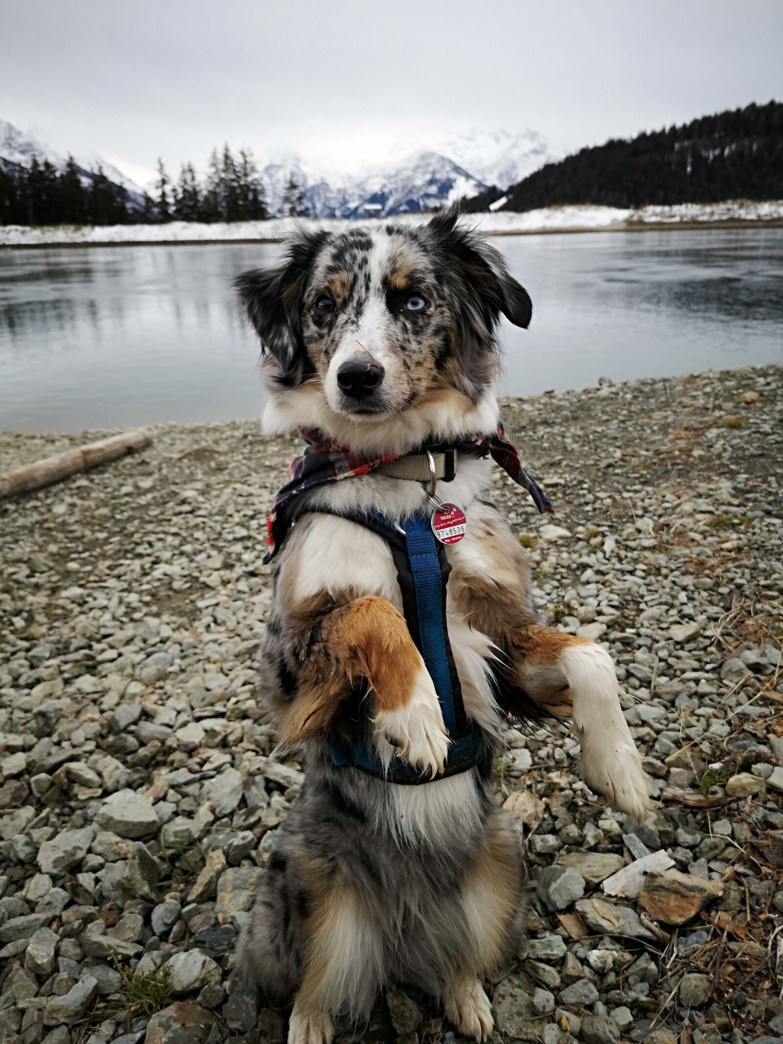 HUAWEI P20 sample photo. Dog, pet, australian shepherd photography