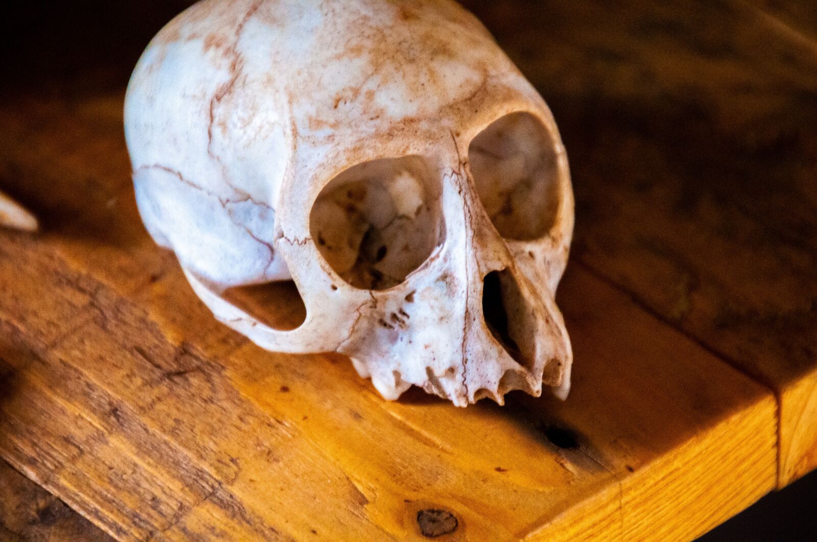 Nikon D90 sample photo. Skull, monkey, animal photography