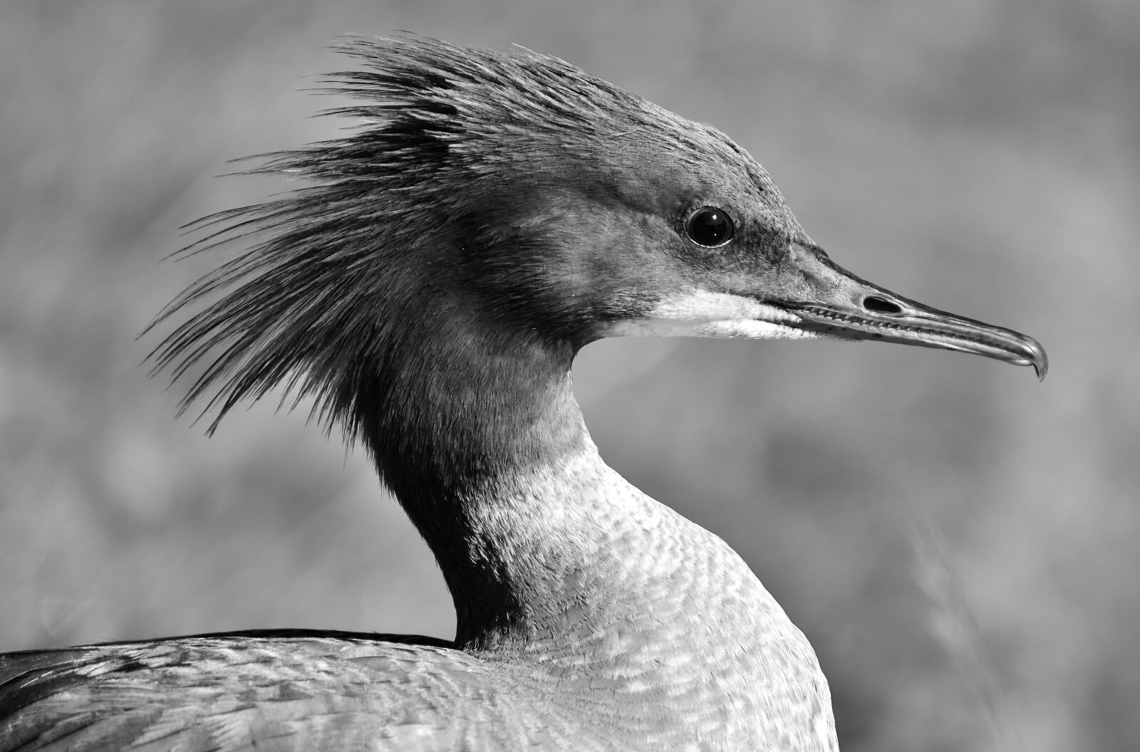 Nikon D7200 sample photo. Merganser, mergus merganser, duck photography