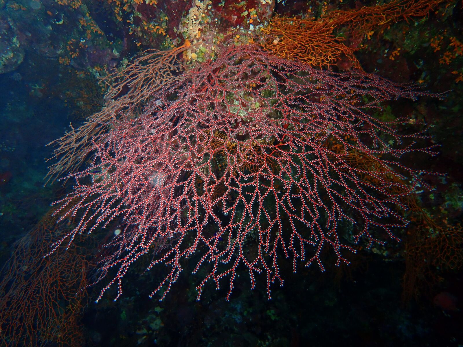 Olympus TG-5 sample photo. Diving, diver, underwater photography