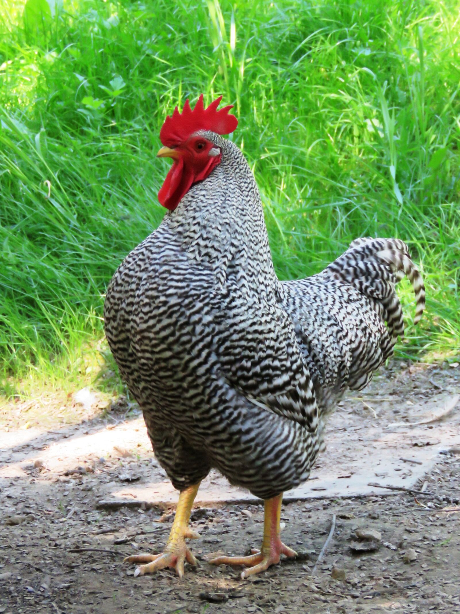 Canon PowerShot SX60 HS sample photo. Hahn, plumage, gockel photography
