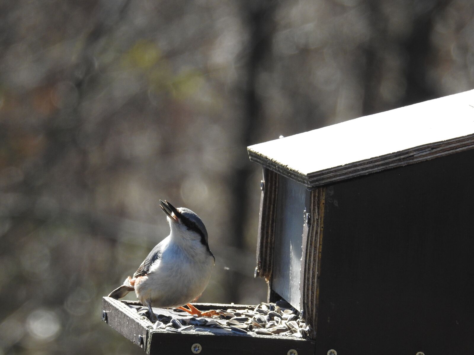 Nikon Coolpix P900 sample photo. Small birds, bird feeders photography