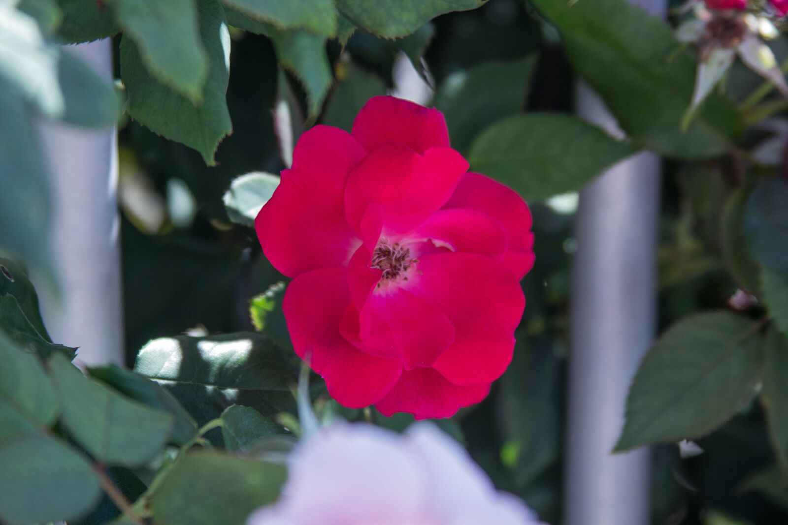 Canon EF 28-135mm F3.5-5.6 IS USM sample photo. Flower, red, plant photography