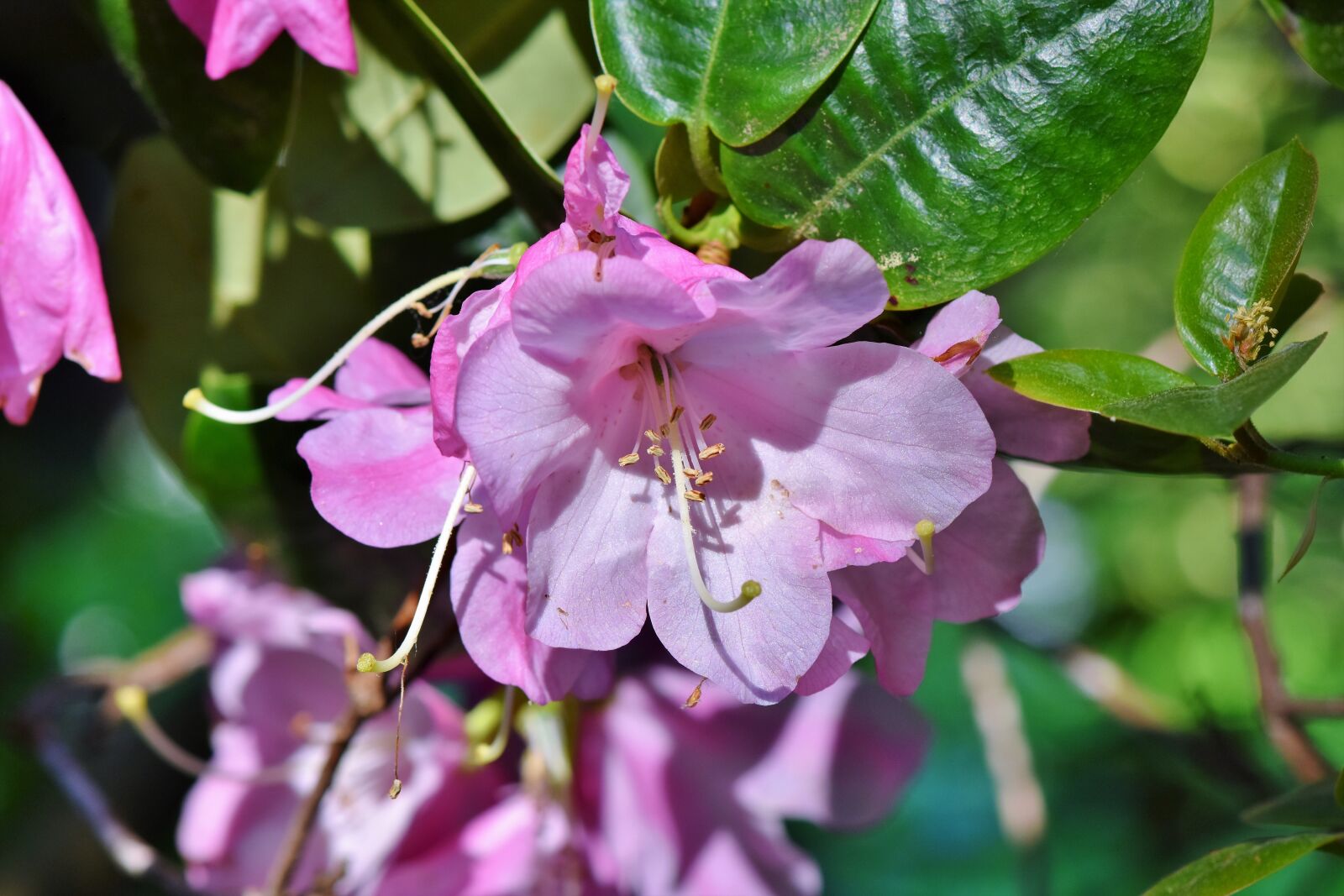 Nikon D7200 sample photo. Rhododendron, rhododendron buds, rhododedron photography