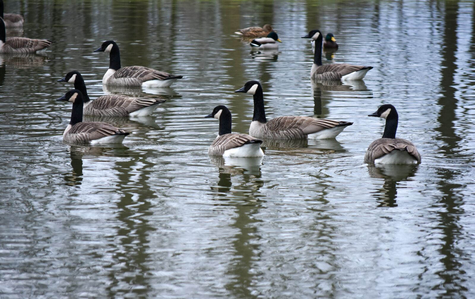 Nikon D7200 sample photo. Water, ducks, swimming photography