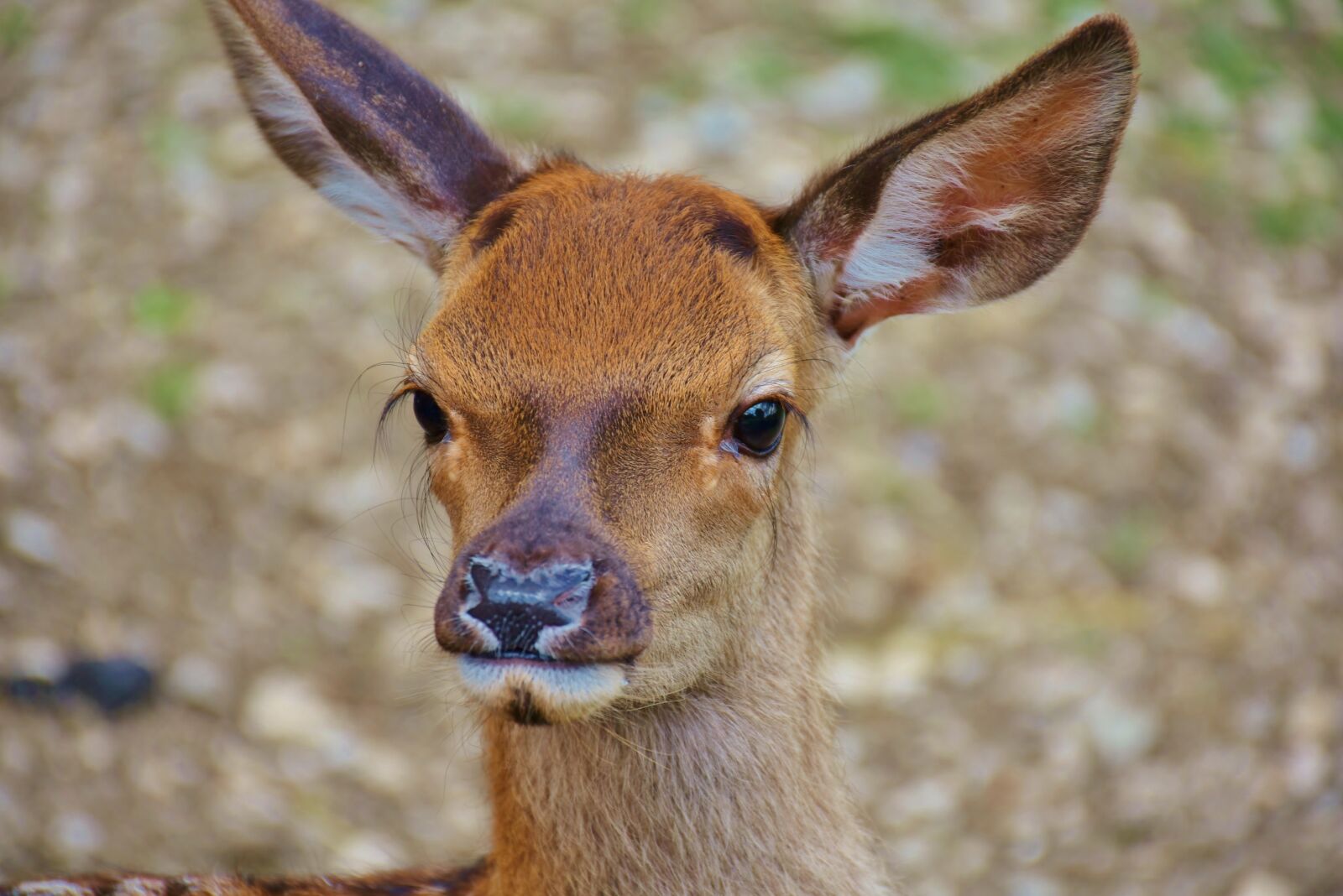 Nikon D7200 sample photo. Roe deer, kitz, wild photography