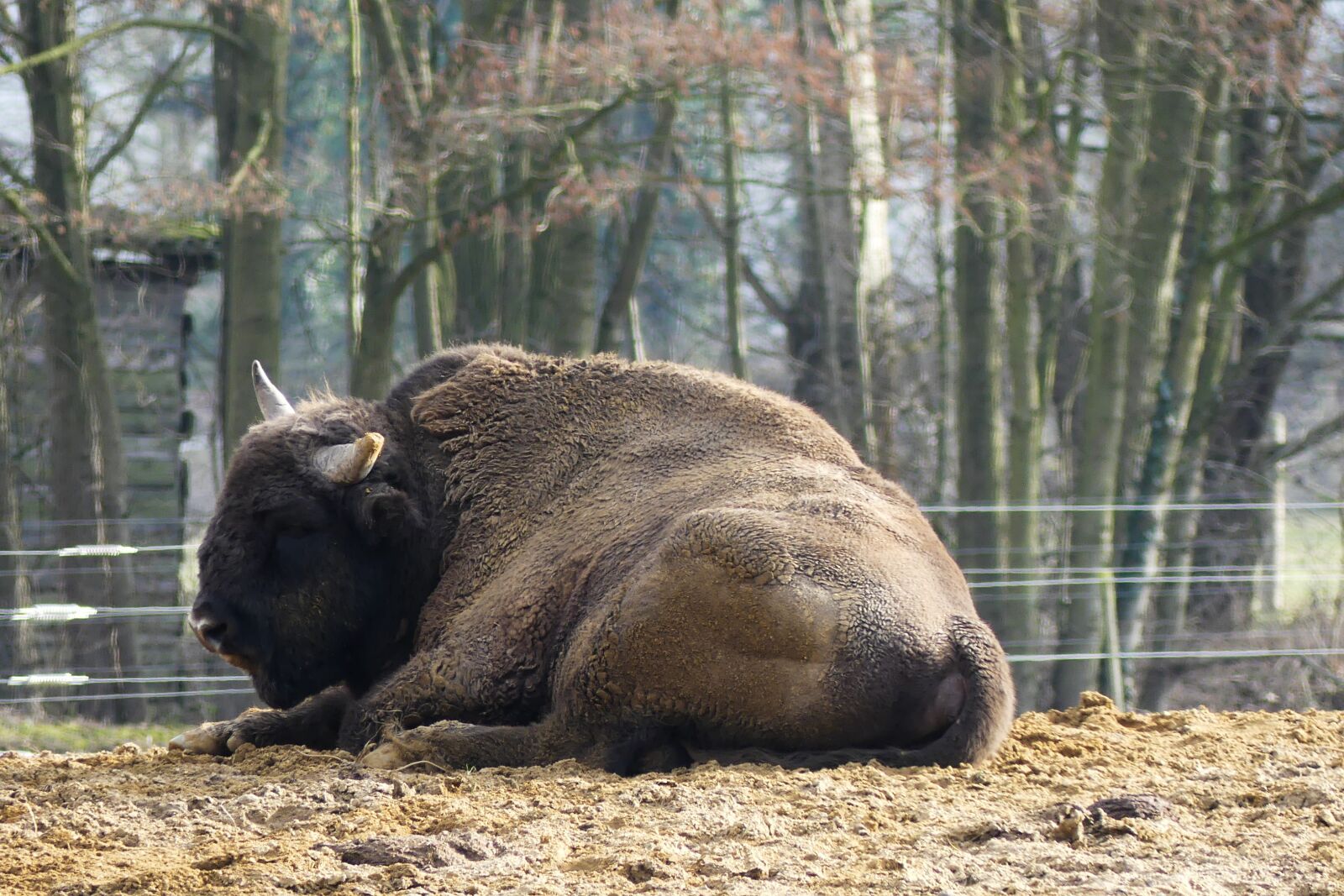 Panasonic Lumix DMC-FZ300 sample photo. Wisent, european bison show photography