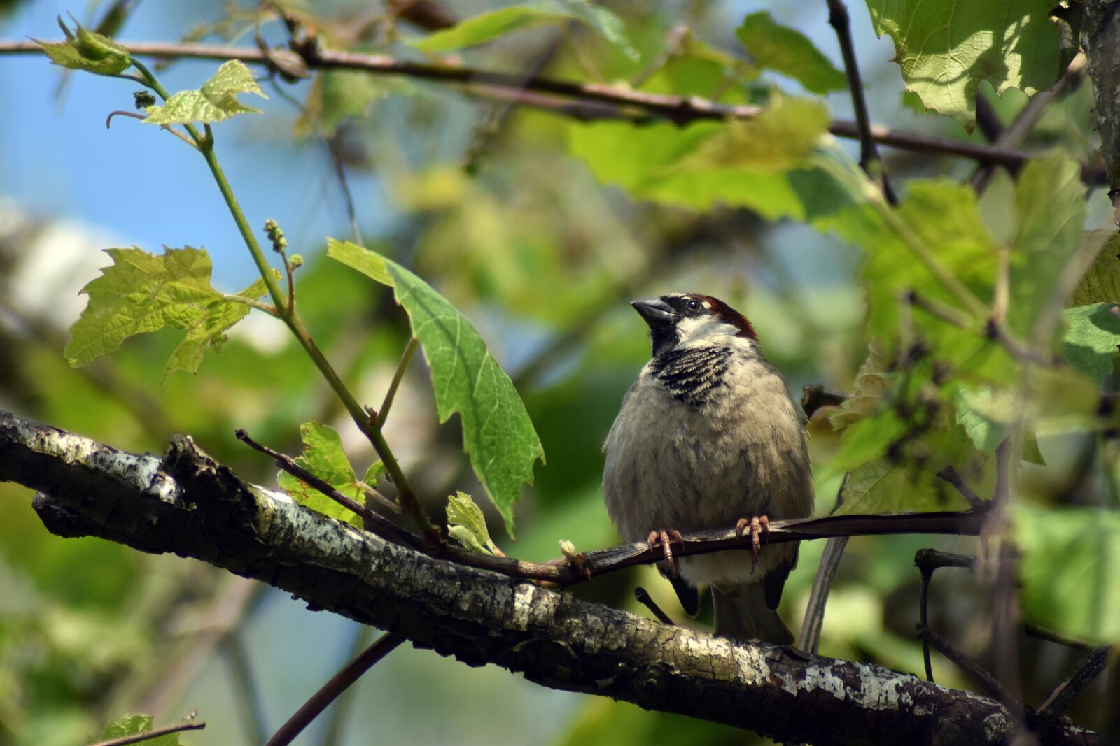 Nikon D3400 sample photo. Bird, summer, tree photography