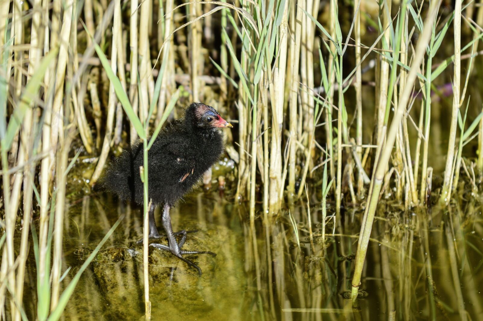 Nikon D3200 sample photo. Reed, young animal, pond photography