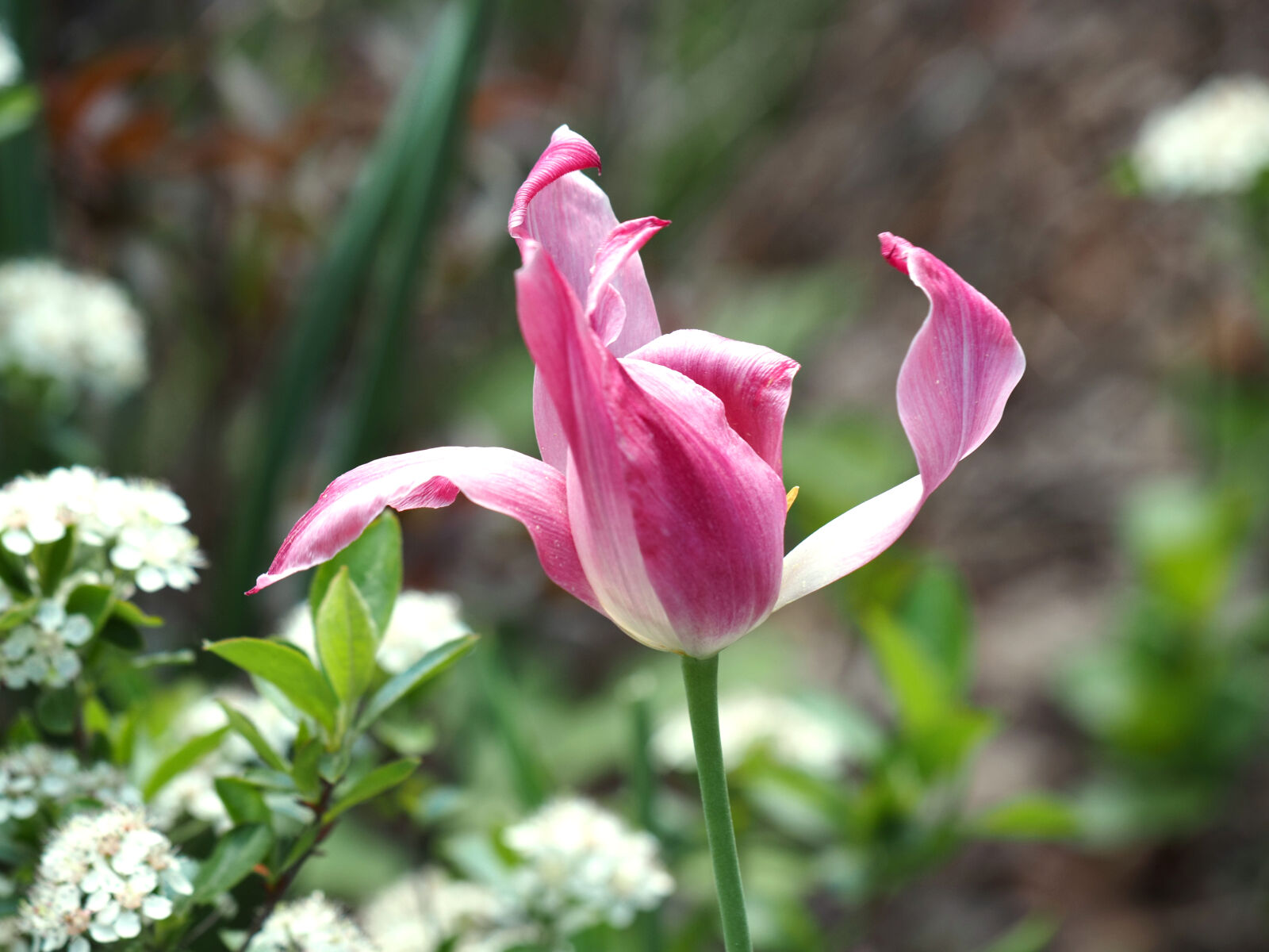 Olympus OM-D E-M1X sample photo