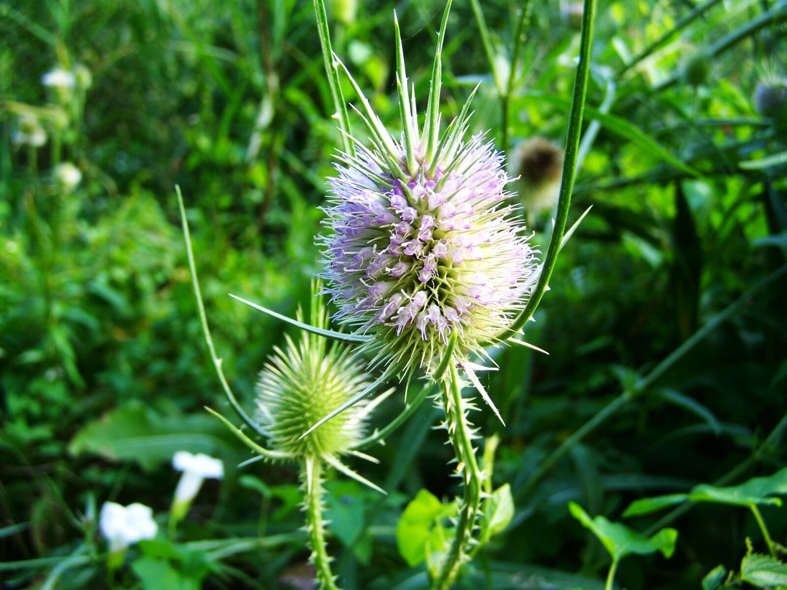 Kodak EASYSHARE ZD710 ZOOM DIGITAL CAMERA sample photo. Milk thistle, wildflower, herb photography