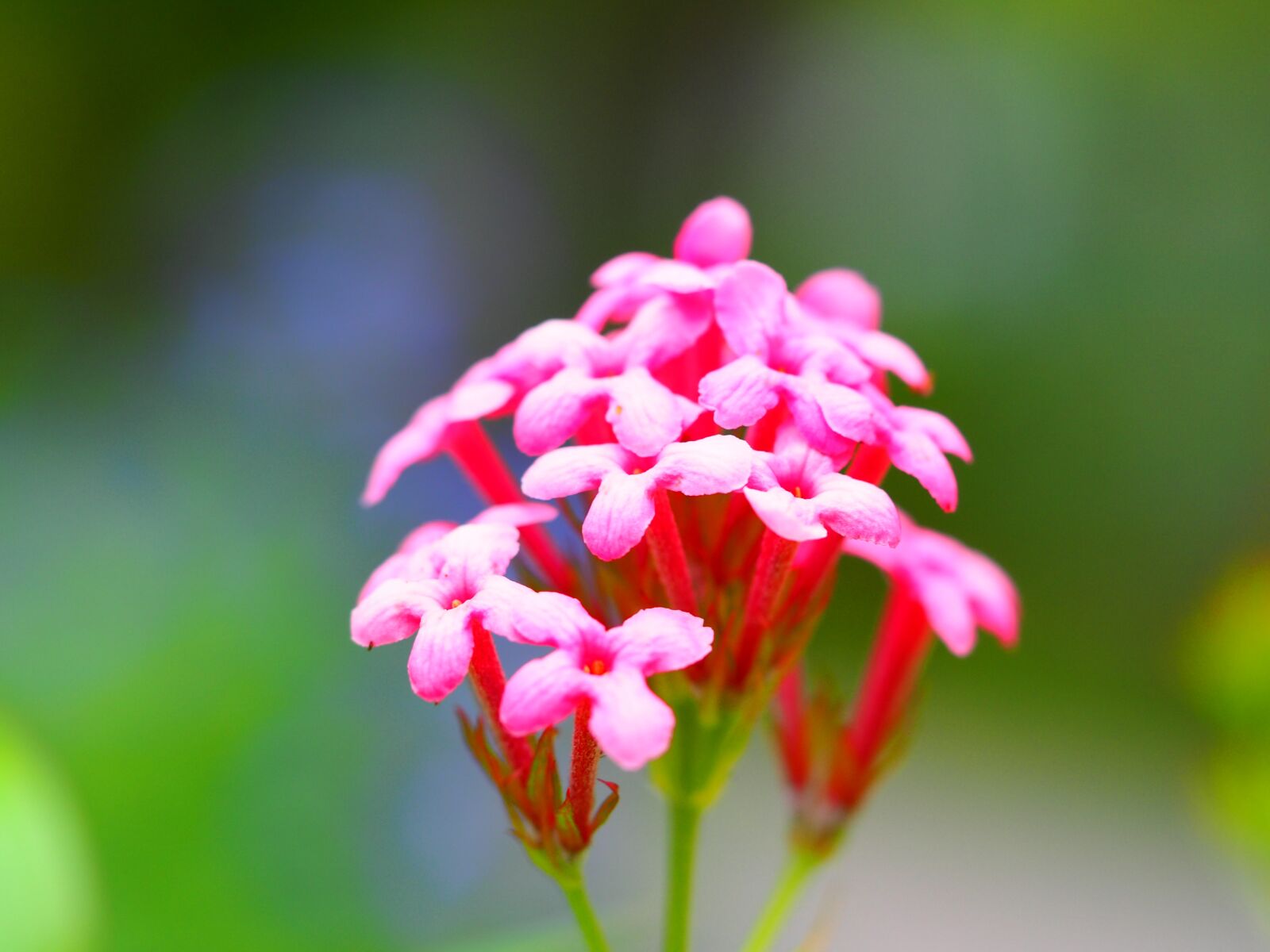 Olympus OM-D E-M10 III sample photo. Flower, pink, petals photography